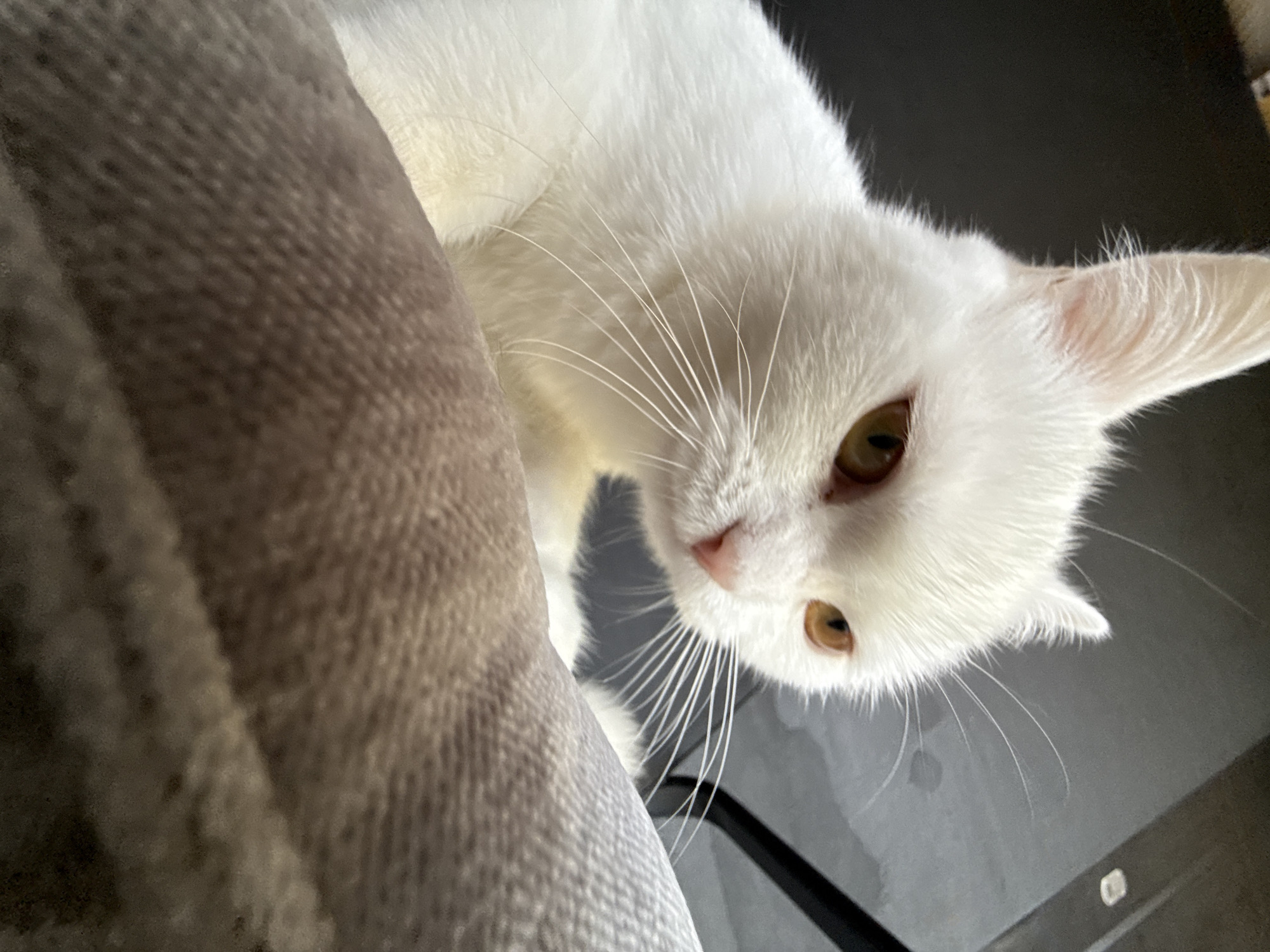 A close-up, low-angle, eye-level shot captures a white cat with amber eyes, looking intently at the viewer. The cat is positioned in the foreground, with its head and upper body visible. Its fur is white and appears soft. The cat's right ear is sharply pointed upwards, while its left ear is slightly tilted. The cat's whiskers are long and spread out. The background is dark and out of focus, with hints of furniture or an interior setting. A portion of a textured, light brown surface, possibly a cushion or blanket, occupies the bottom half of the image, creating a blurred foreground element.