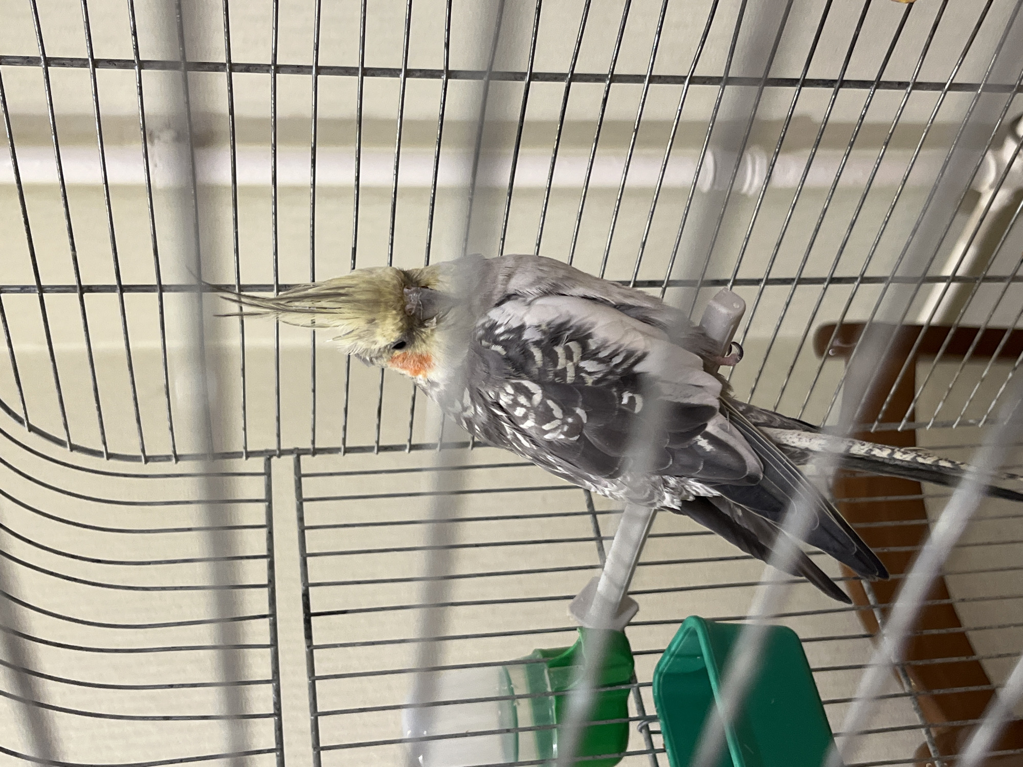 A cockatiel with a grey and white mottled body and a yellow crest sits on a perch inside a metal birdcage. The bird faces forward with its head tilted slightly. A green water dispenser is attached to the cage on the left side, and a green food dish is visible below it. The background consists of a plain, cream-colored wall. The image is an indoor shot.