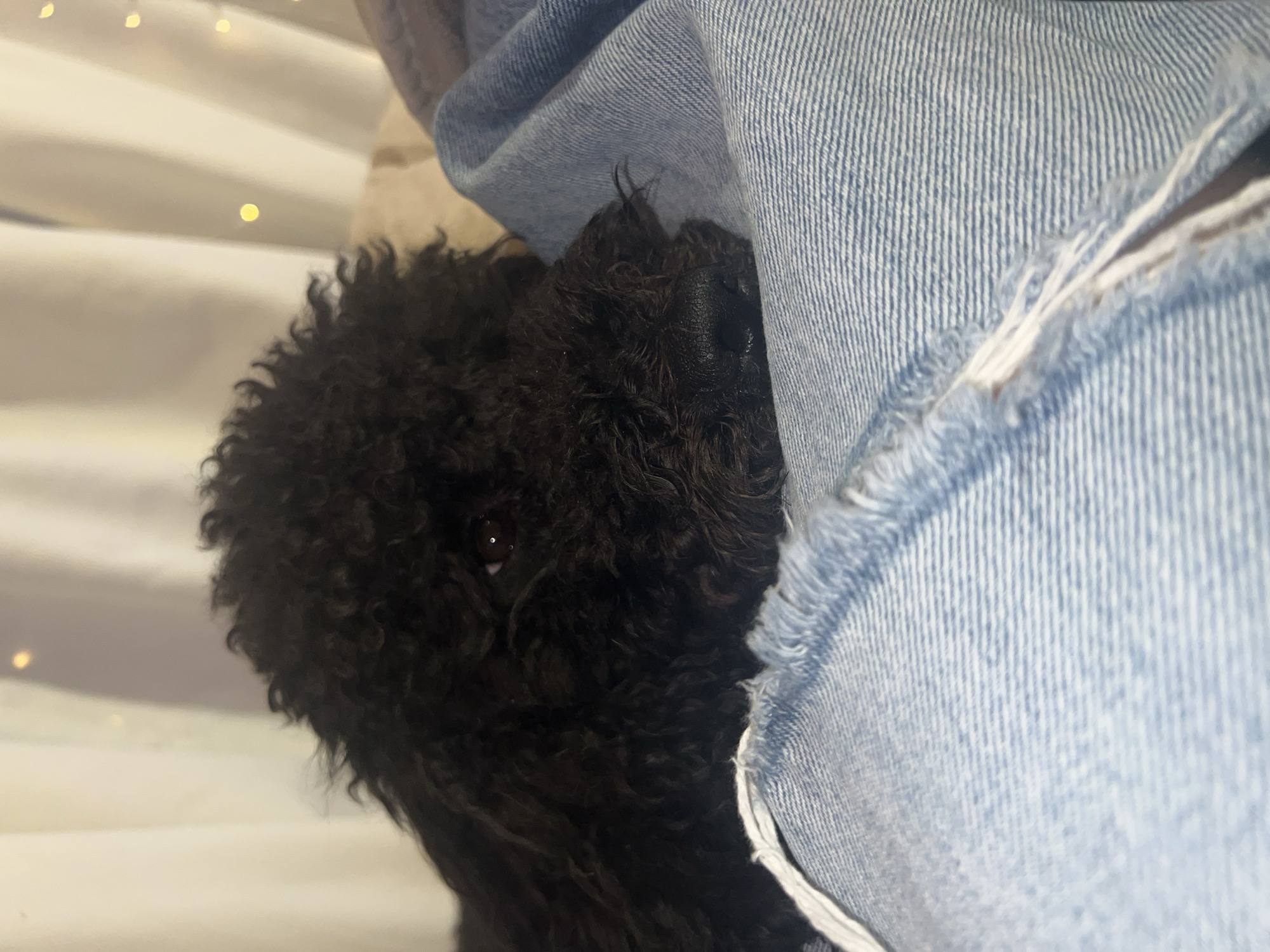 A black poodle sits next to a pair of light blue denim jeans. The poodle's head is on the left side of the frame, with a single visible eye. The jeans are on the right side of the frame, with a frayed edge. The background is a white surface with blurry yellow lights. The location is unknown.