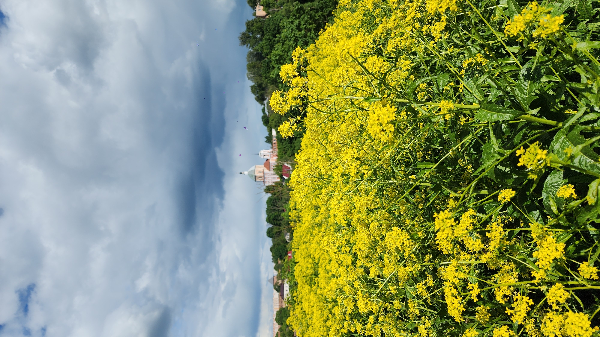 The image shows a field of bright yellow flowers in Unknown, Unknown. In the background, a church or cathedral with a pale green dome is visible. The sky is cloudy, with patches of blue. The flowers fill the right side of the frame, and the church and sky occupy the left side. Trees are visible behind the church.