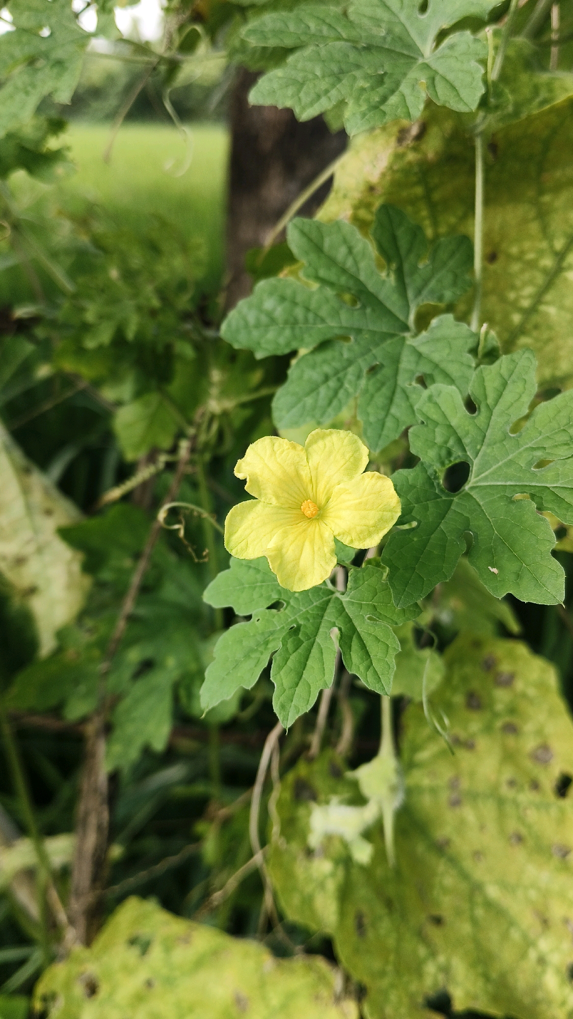 This is a close-up, vertical, eye-level shot of a single yellow flower with five petals and a yellow center. The flower is positioned in the center-right of the frame and is surrounded by green leaves of varying sizes and shades. Some of the leaves are a vibrant green, while others are lighter green or yellowing with dark spots. The background is blurred, showing hints of green grass, a tree trunk, and other foliage, suggesting an outdoor natural environment. The scene evokes a sense of natural growth and detail.