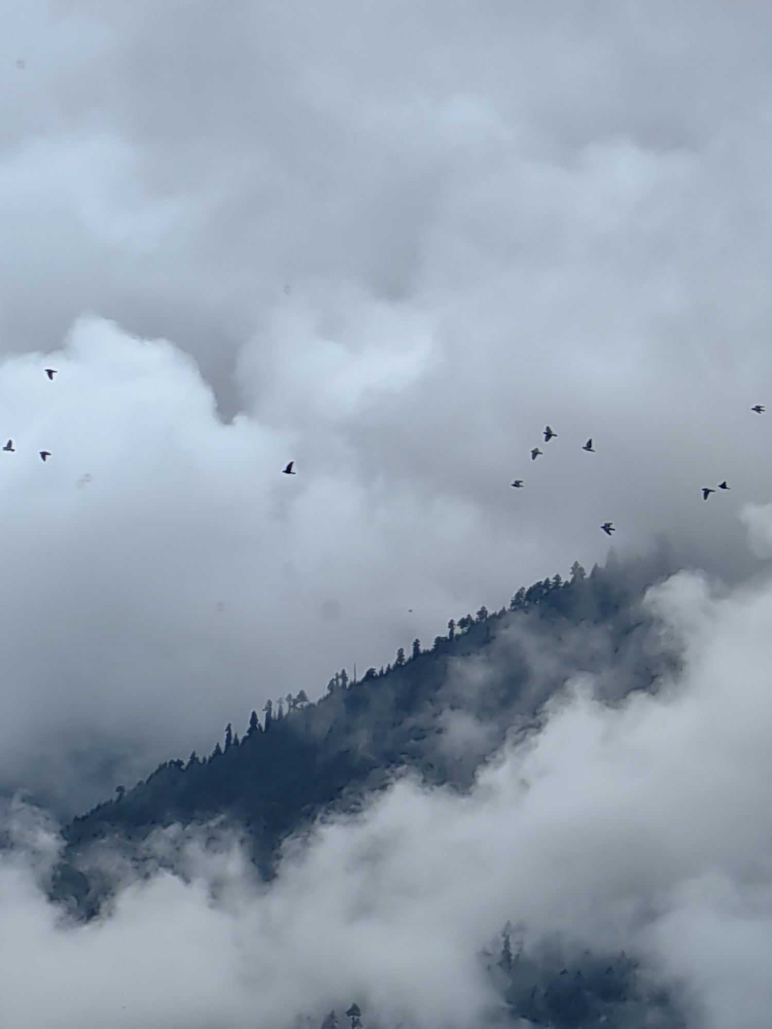 The image shows a flock of birds flying against a backdrop of clouds and a misty mountain slope. The mountain slope is covered with trees, their silhouettes sharp against the hazy atmosphere. The overall scene suggests a cloudy or foggy day in a mountainous region. The location is Vashisht, India.