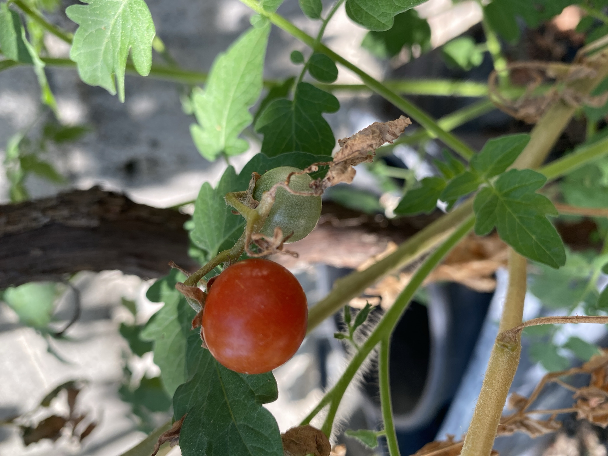 The image shows a close-up of a tomato plant with two developing fruits, one ripe red tomato and one green tomato. The ripe tomato is round and smooth, approximately 2 cm in diameter, and is attached to a thin green stem. The green tomato is slightly smaller and appears to be less mature. Both tomatoes are surrounded by green leaves with serrated edges. The plant is growing in what appears to be an outdoor urban setting, with a blurred background that suggests a wall or building and possibly a pot. There are also some dry, brown leaves on the plant, indicating signs of aging or perhaps a need for care. The overall lighting suggests a sunny day. The scene is consistent with a small balcony garden or a potted plant in a courtyard, which are common in residential areas of Zgrade, Montenegro. There are no people or animals visible in the image.
