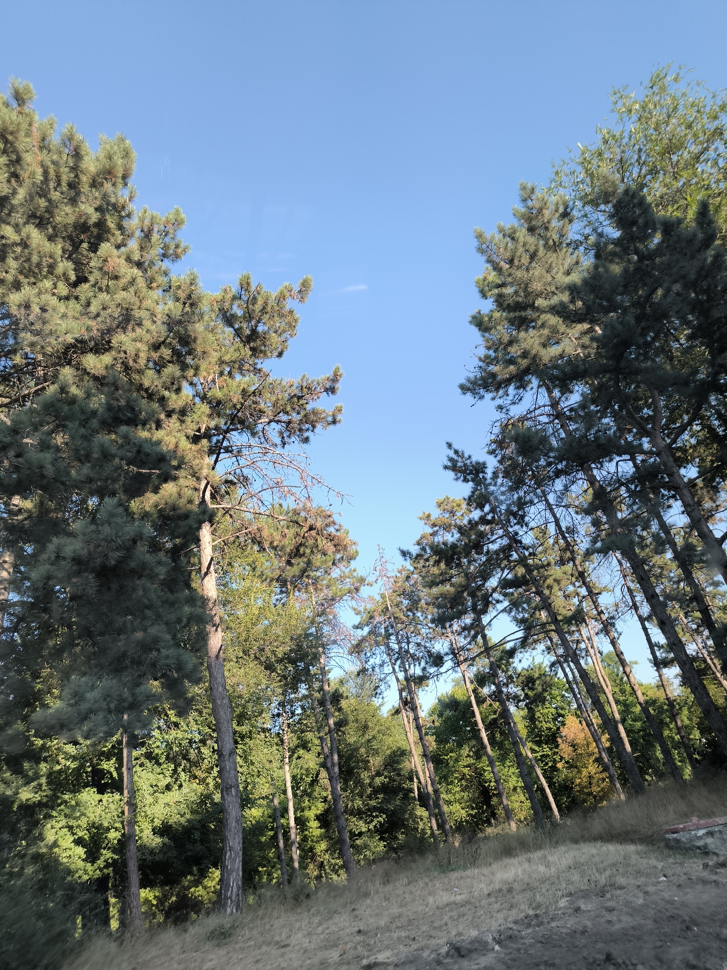 This image depicts a view of tall coniferous trees, likely pines, against a clear blue sky. The trees are densely packed and lean at various angles, suggesting a sloped terrain or a perspective captured from a moving vehicle. The ground in the foreground is covered with dry grass and some dirt. There are no people or animals visible in the frame. The lighting suggests it is either early morning or late afternoon, with the sun casting long shadows and illuminating the trees from the side. The overall impression is that of a natural, possibly wooded area. Given the context provided, this scene is located in Chișinău, Moldova.