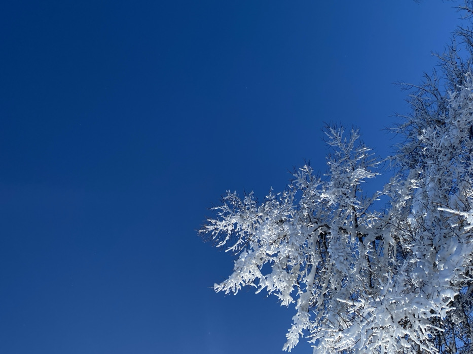 The image depicts a winter landscape in Zelenaya Polyana, Russia, featuring a snow-covered tree against a clear, deep blue sky. The upper portion of a deciduous or conifer tree, heavily encrusted with white snow and ice, occupies the lower and left-central sections of the frame. The snow uniformly coats its numerous branches and twigs. A smaller, snow-dusted tree is partially visible along the bottom right edge. The sky is bright, cloudless, and a consistent shade of blue, filling approximately two-thirds of the upper and right portions of the frame. A faint sun glint or lens flare is discernible in the upper-left quadrant of the sky. No human subjects, animals, or artificial structures are present. The scene conveys cold, clear weather following recent snowfall.