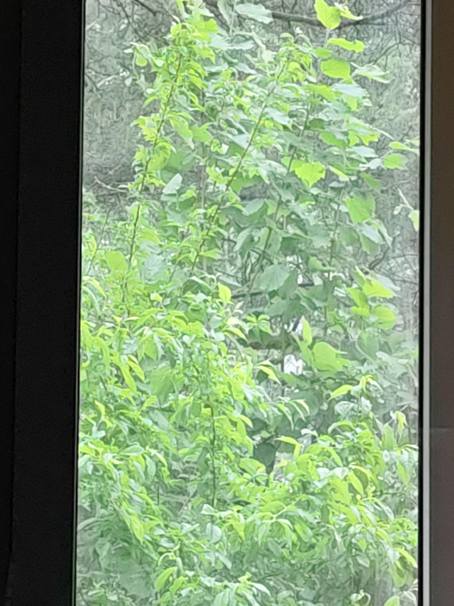 The image displays a vibrant outdoor scene dominated by lush green foliage, viewed through what appears to be a window. Dark, vertical frames are visible on the left and right edges of the photograph, outlining the view. The scene is filled with dense vegetation, consisting of numerous leaves and branches from what seem to be trees or bushes.
The leaves are predominantly a bright, fresh green, suggesting healthy growth and possibly springtime or early summer. Some branches are closer to the viewer, appearing clearer and more detailed, while the background foliage is slightly softer and less defined, creating a sense of depth in the natural setting. The shapes of the leaves vary, but most appear to be broadleaf.
There are no people, animals, or man-made objects discernible within the natural landscape. The lighting is bright and appears even, indicating it is daytime, likely a clear or lightly overcast day, without strong shadows. The image captures a moment of natural abundance. Given the context of Chaikovsky, Russia, this type of temperate vegetation is consistent with the region's environment. There is no visible text in the image.