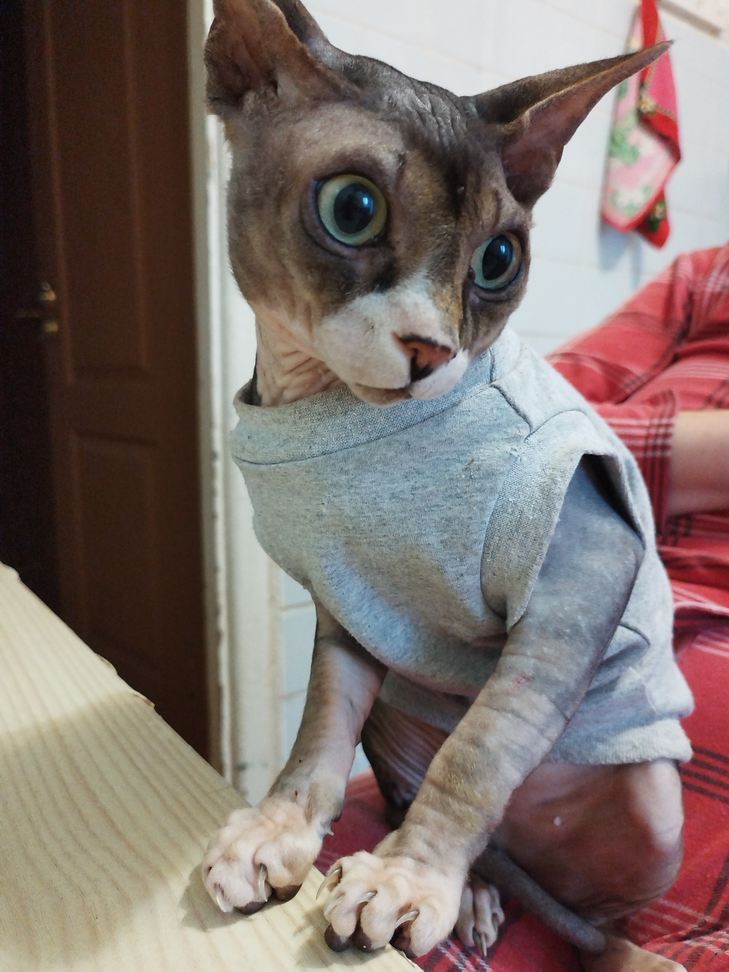 A hairless cat, possibly a Sphynx, is seated on a light-colored wooden surface. The cat is wearing a light gray t-shirt. Its large, green eyes are looking to its left. The background includes a brown door on the left and a white tiled wall with a red and pink cloth hanging on the right. The cat's paws are visible, resting on the wooden surface. A person wearing a red plaid garment is partially visible on the right side of the frame, behind the cat. The scene appears to be indoors, within a domestic setting, possibly in Забалоцкі сельскі Савет, Belarus.