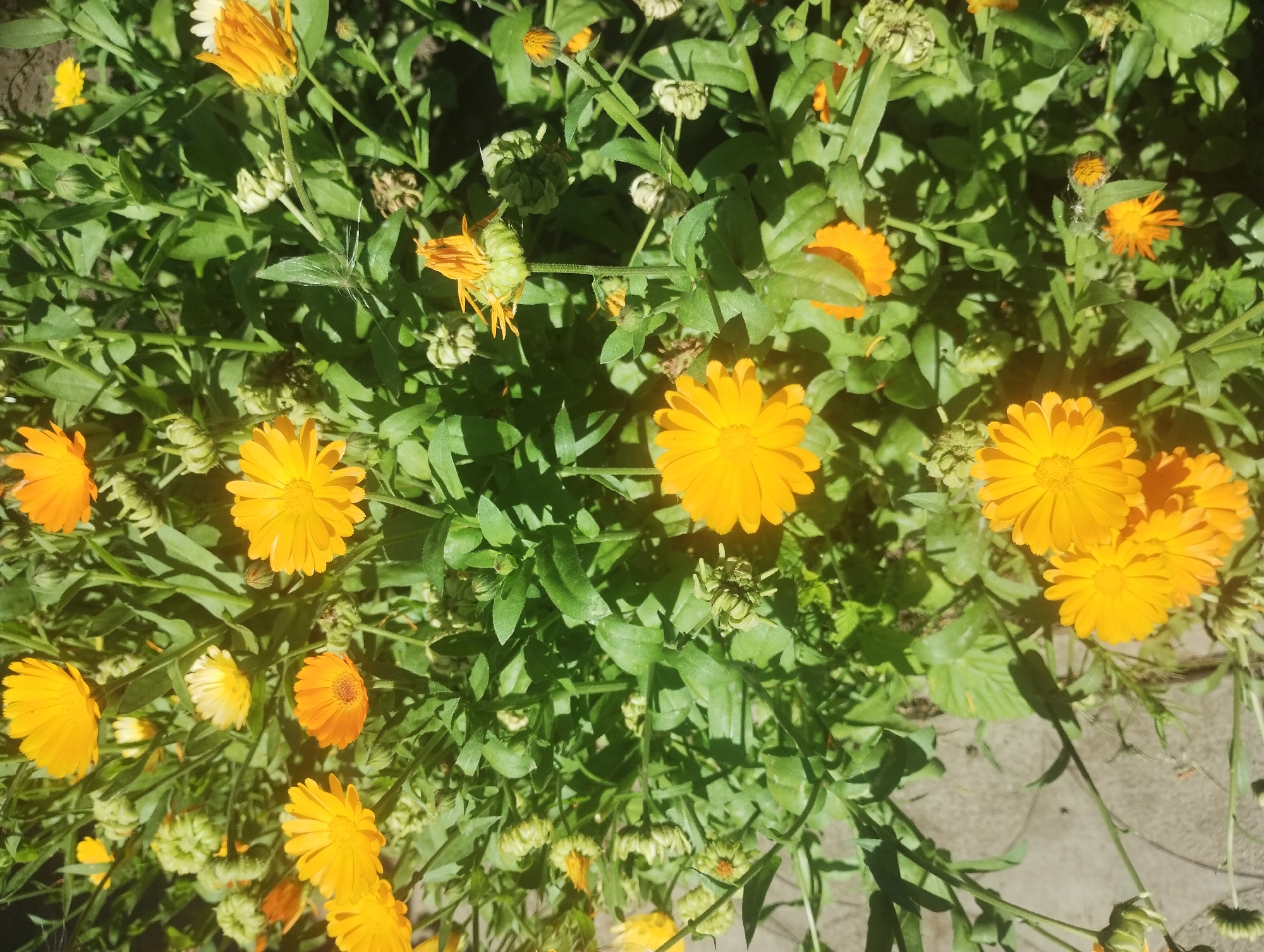 The image shows a close-up view of a patch of blooming calendula flowers, also known as pot marigolds. The flowers are predominantly bright yellow and orange, with some buds and green foliage filling the frame. The scene appears to be outdoors, with sunlight casting shadows across the plants and the ground, which seems to be a paved surface, possibly a pathway or sidewalk. The specific location in the city of Sumy, Ukraine, is not discernible from the visual information presented. There are no people or animals visible in the image. The overall impression is one of a natural, garden-like setting within an urban environment.