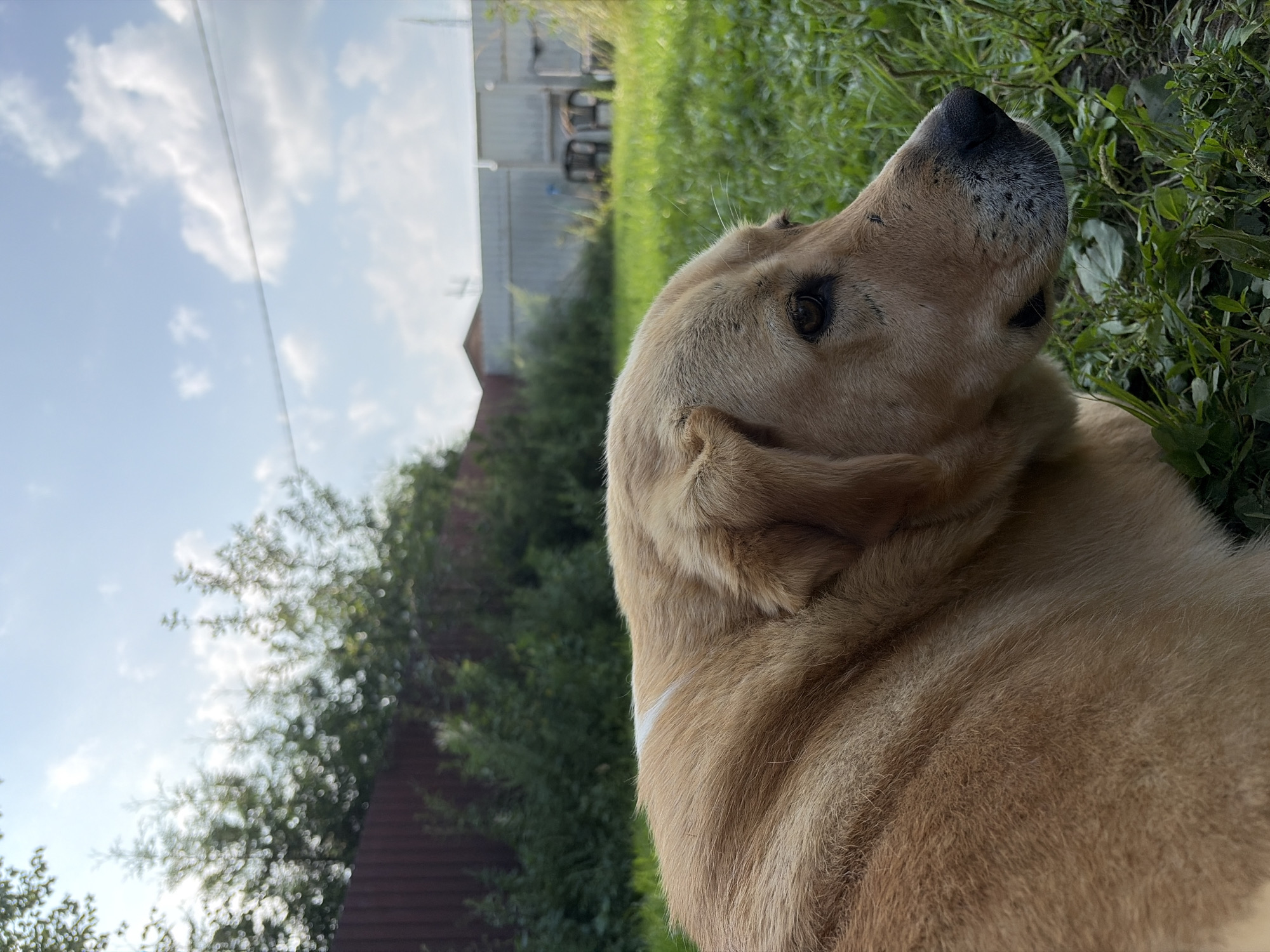 A light-brown colored dog lies on green grass in a yard. The dog is facing right, with its head in the foreground and its body extending into the background. The dog has dark brown eyes and a black nose. A thin white streak of fur is visible on the dog's back. In the background, there is a wooden fence, lush green trees, and a light-colored structure with chairs in front of it. The sky above is blue with scattered white clouds. The location is the city of Imeni Vorovskogo, Russia.