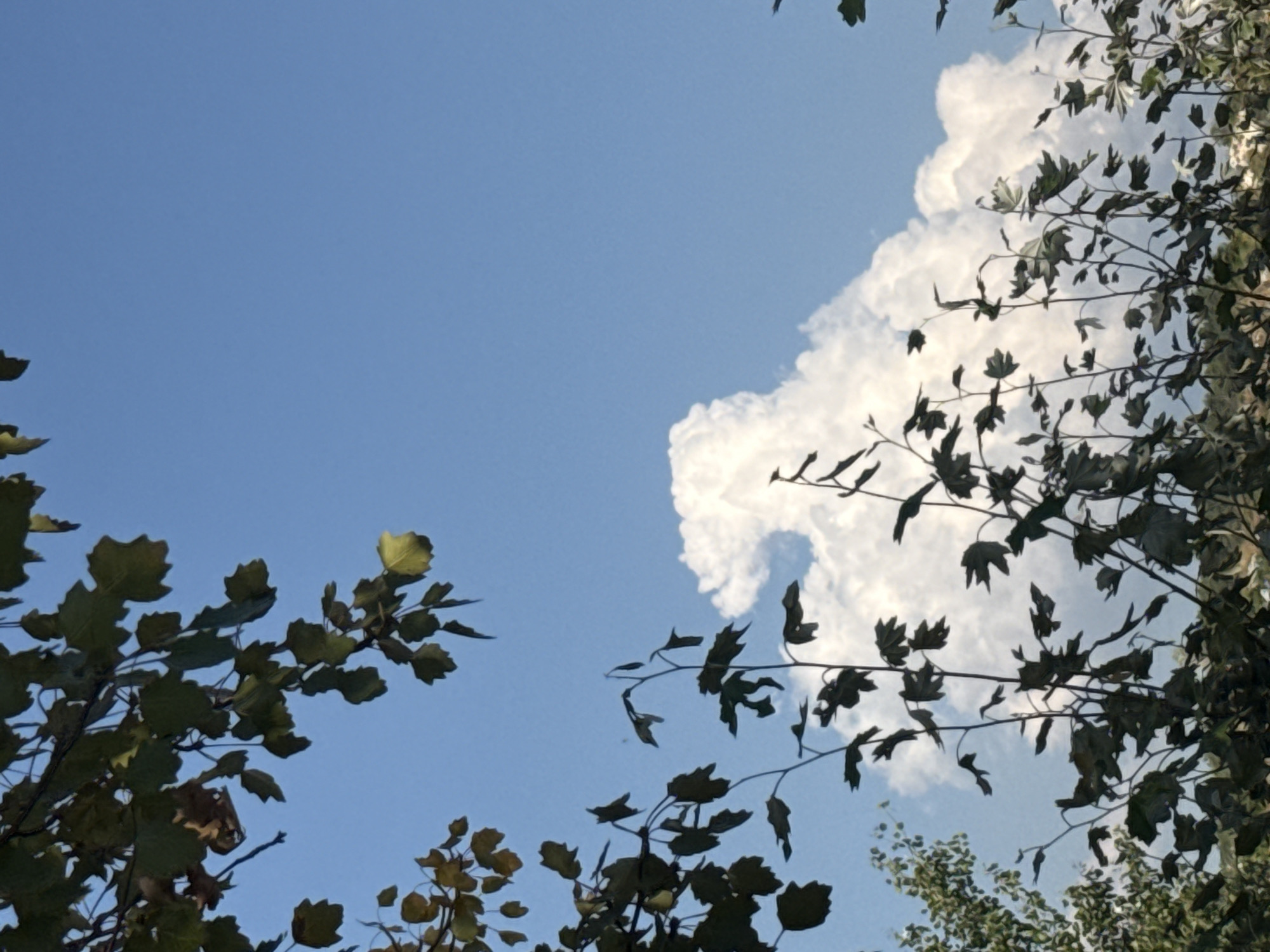 The image shows a low-angle view of a bright blue sky with a few large, white, fluffy clouds. In the foreground, silhouetted against the sky and clouds, are the branches and leaves of several trees and shrubs. Some of the leaves are dark green, while others have turned a lighter shade of yellow or brown, suggesting it may be late summer or early autumn. The branches are thin and delicate, creating a somewhat abstract pattern against the sky. The background shows a distant, hazy landscape with trees. The overall impression is one of nature on a clear day. The specific location is the village of Skalistovskoye, Skalistovskoye rural hromada, Odessa Oblast, Ukraine.