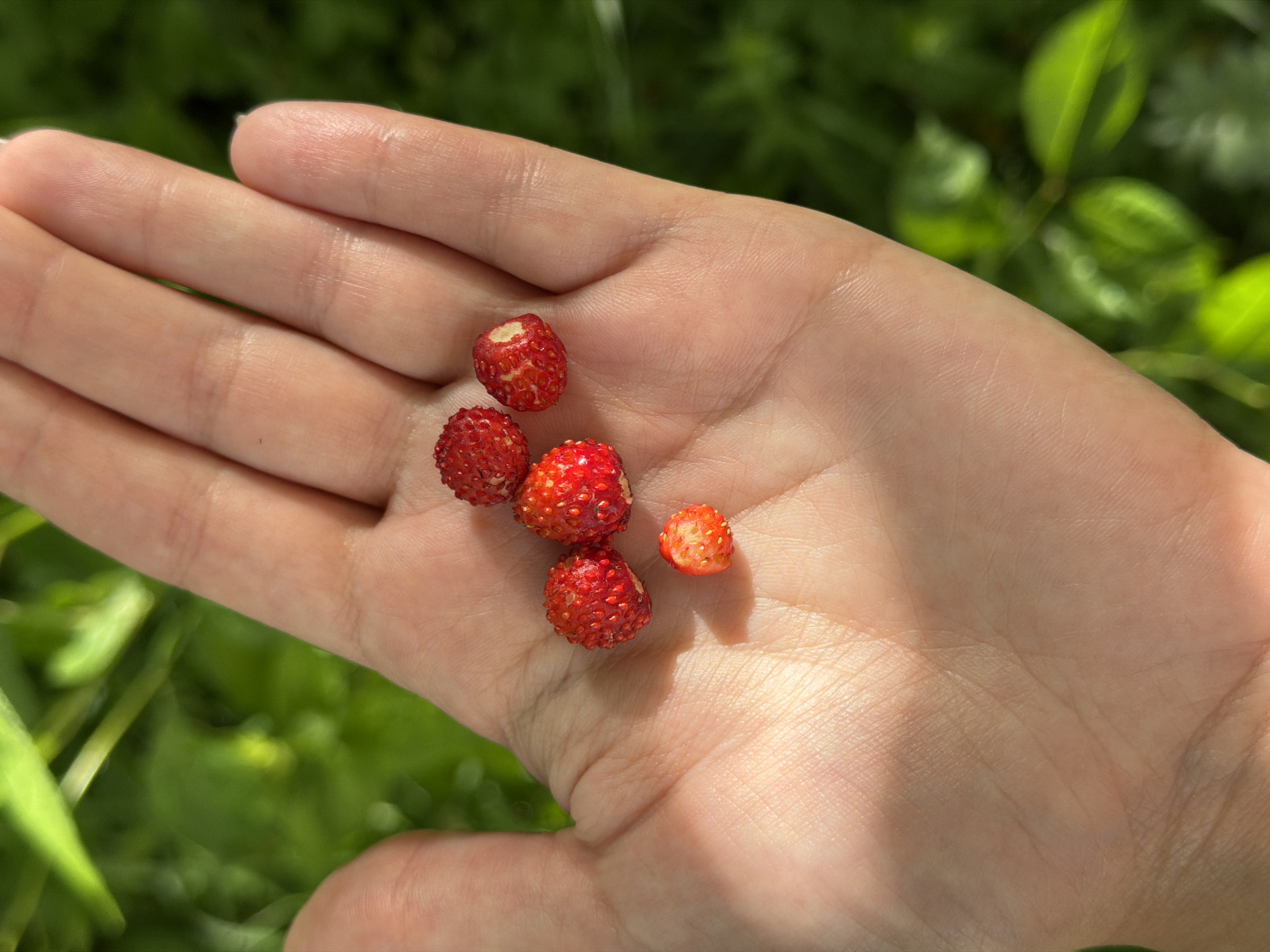 A close-up, overhead shot shows a hand holding six small, red wild strawberries. The hand is lightly tanned and appears to be in good health, with visible palm lines and fingernails. The strawberries are clustered in the palm, with five berries grouped together and one slightly separated. The background is out of focus and shows lush green foliage, suggesting an outdoor setting in a natural environment. The image was taken in Satino-Russkoe, Russia, on a sunny day, as indicated by the dappled sunlight on the hand.