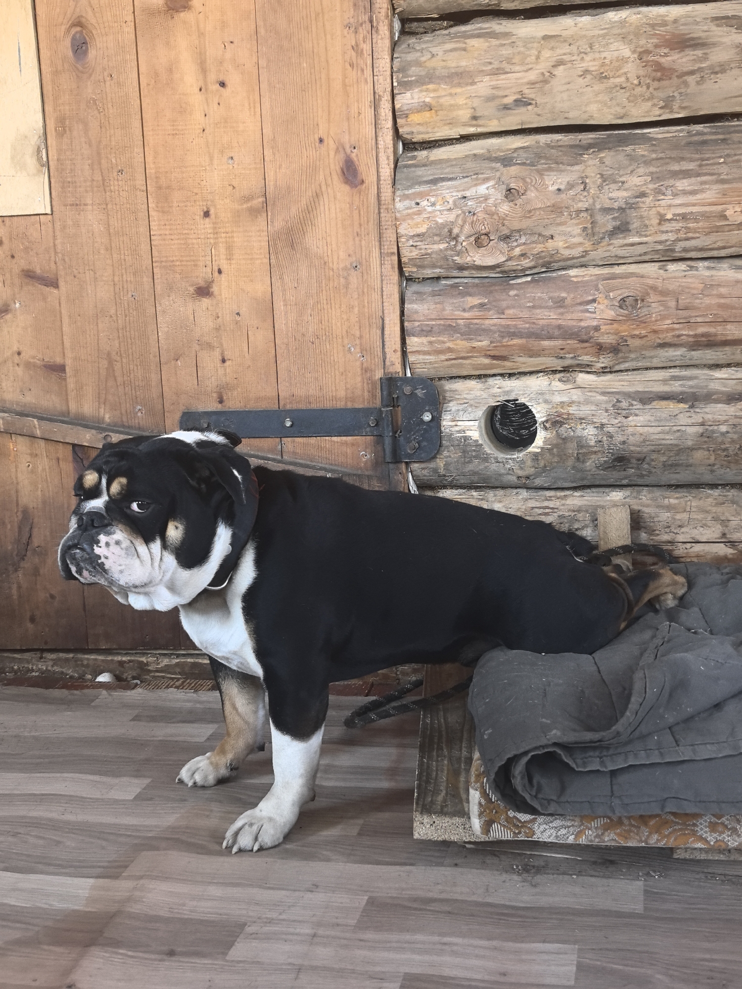 A black and white bulldog is in a room with wooden walls and a wooden floor. The dog is partially on a gray blanket. The location of the image is unknown; there is no information in the picture indicating it is in Noviy, Russia.