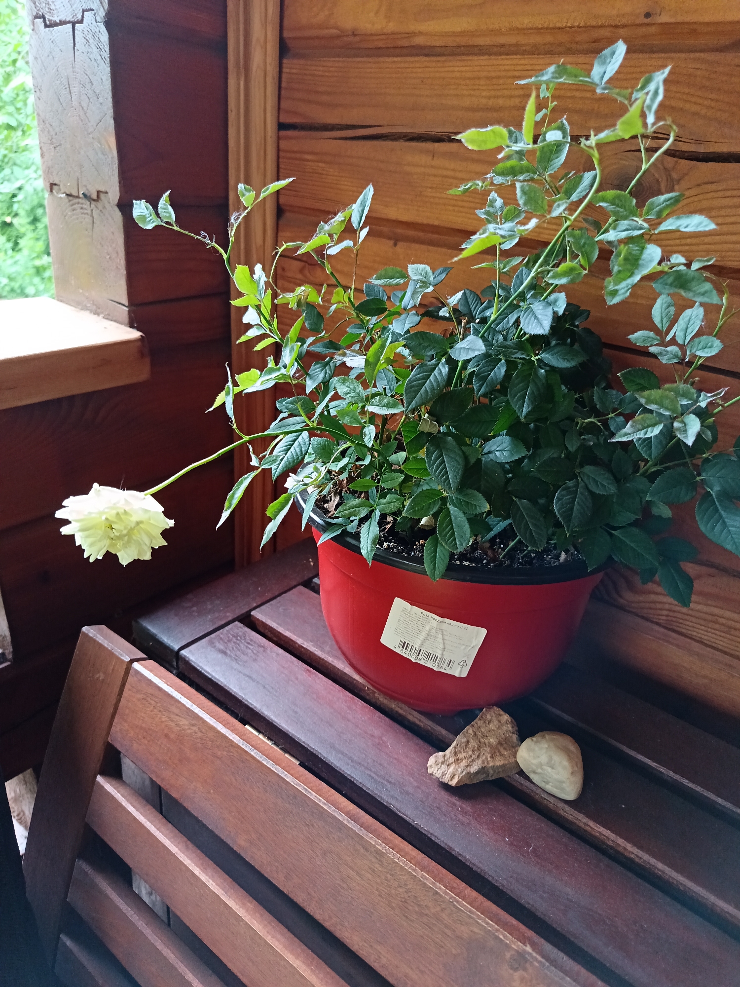 A potted rose plant with a pale yellow flower is on a wooden bench outside a wooden building. The plant is in a red plastic pot with a white label adhered to it, bearing Russian text and a barcode. Two stones, one rough and light brown and the other smooth and tan, rest on the bench in front of the pot. The background consists of the wooden wall of the building and a glimpse of green foliage. The scene is likely a porch or veranda.
