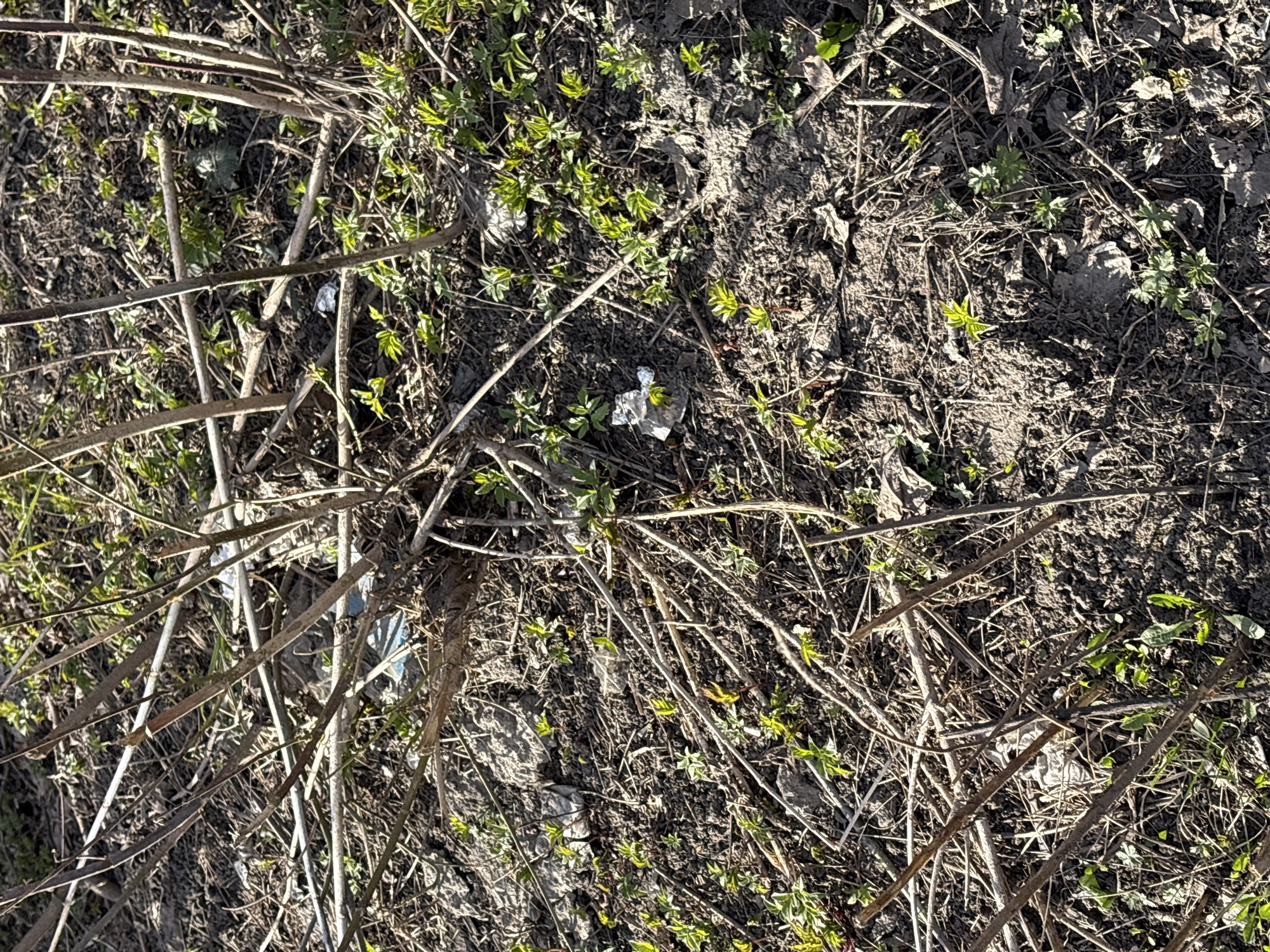 The image depicts a patch of ground covered with sparse vegetation, twigs, and debris. The soil appears to be dark and compacted. Small green plants are scattered throughout the scene, interspersed with dry, brown twigs. There is also some visible trash/debris, consisting of small pieces of white paper or plastic. The photo was taken in Klin, Russia.