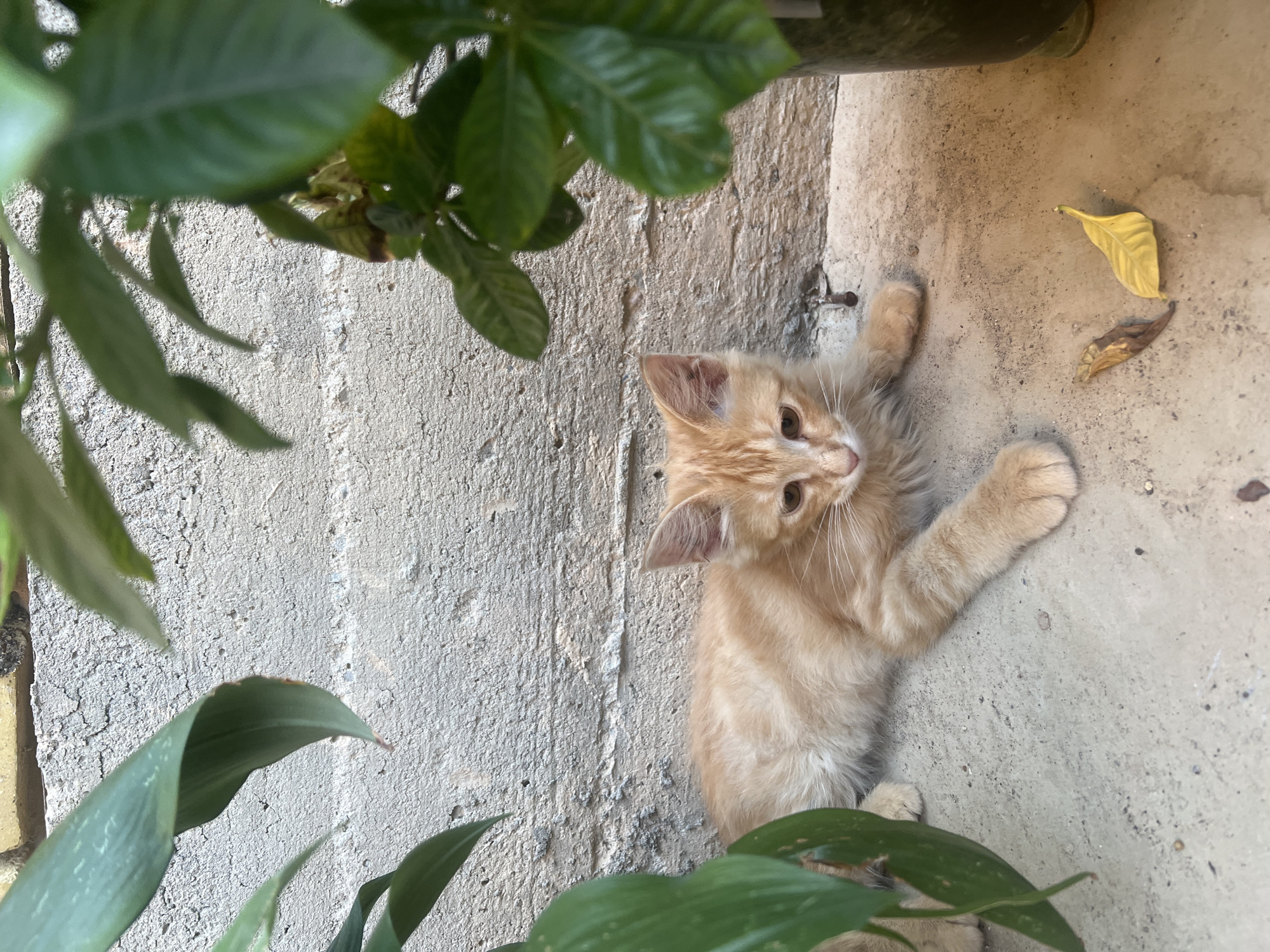 An orange tabby kitten lies on a concrete surface in front of a textured gray brick wall. The kitten is positioned in the lower center of the frame, facing left with its head turned slightly towards the viewer. Green leaves from two plants frame the kitten and the wall, one on the left and another on the right, obscuring portions of the scene. Two small, dried leaves are visible on the concrete near the kitten's hindquarters. The lighting suggests an outdoor environment, possibly a courtyard or alleyway.