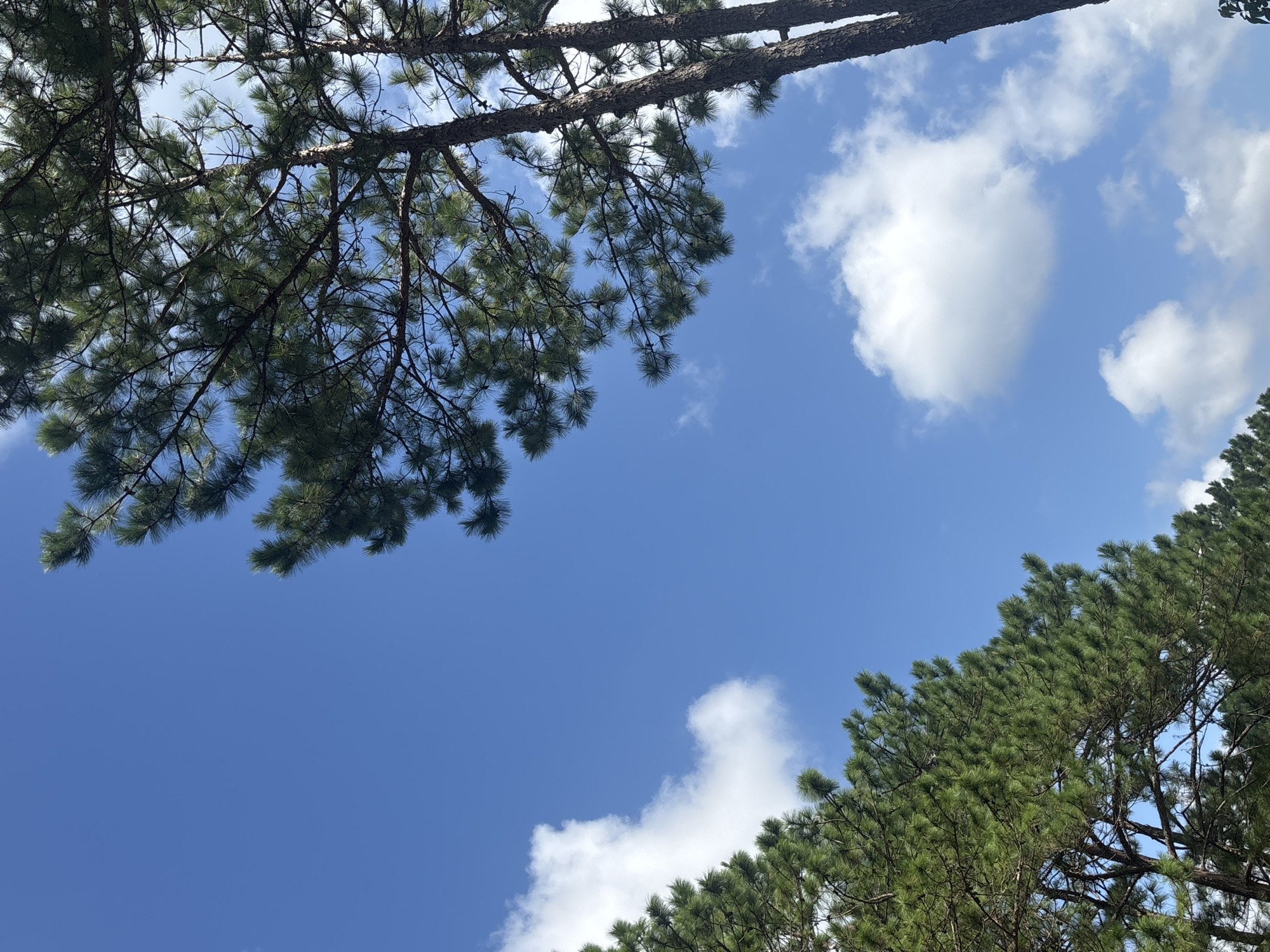 The image captures a clear blue sky with scattered white clouds. Two pine trees are visible, one on the left and another on the right side of the frame, with their branches and needles extending upwards towards the sky. The pine tree on the right is closer and appears taller, with a rough, brown bark. The foliage of both trees is a vibrant green. This scene is typical of the natural landscape found in Da Lat, Vietnam, a city known for its pine forests and cooler climate. There are no people or animals present in the image.