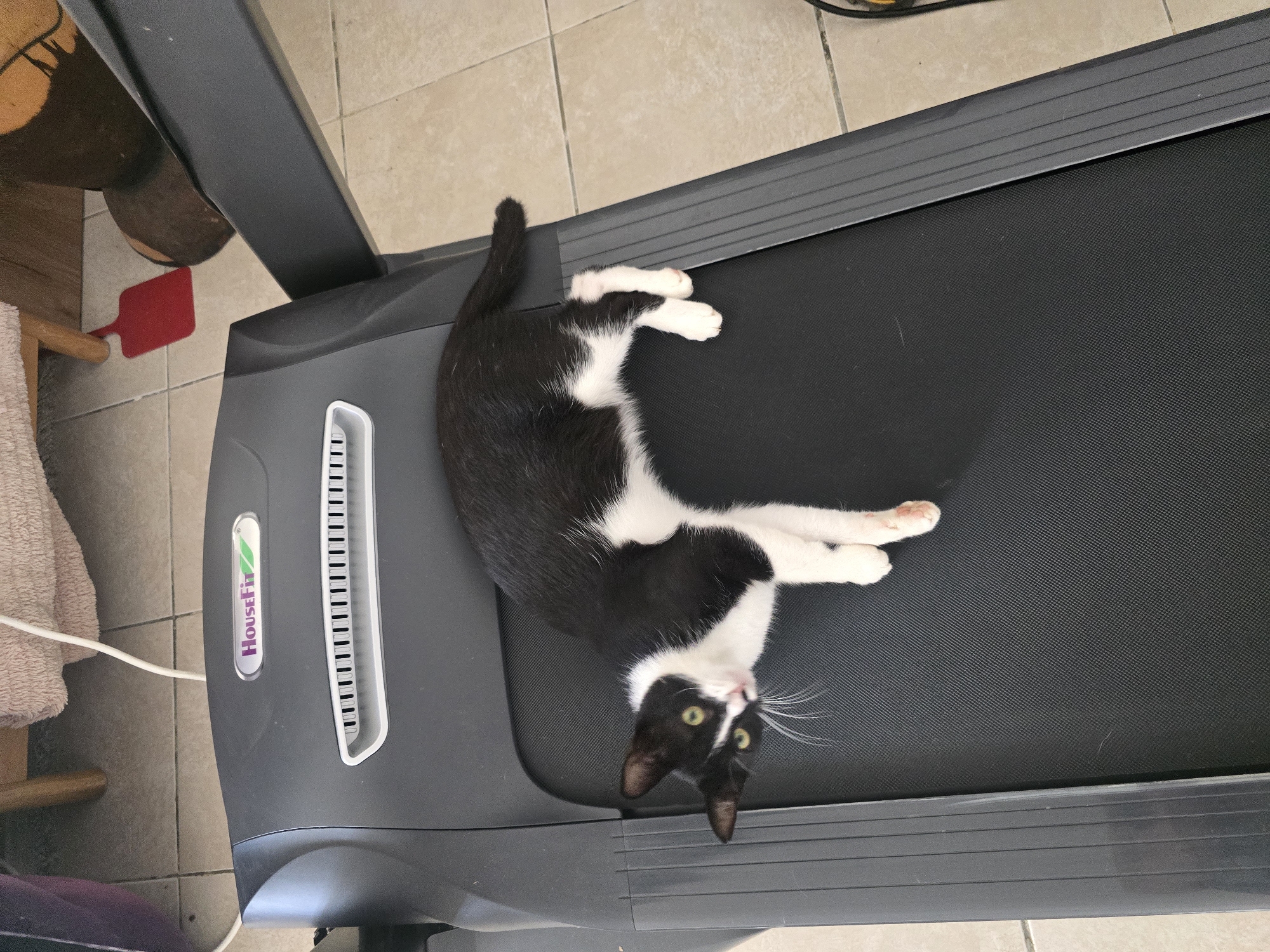 A black and white cat lies on a black treadmill. The cat is positioned lengthwise on the treadmill belt, with its head facing the left side of the image. Its eyes are open and it appears to be looking at the camera. The treadmill is in a room with tiled flooring. The background shows some wooden furniture and a light-colored blanket. There is a "HouseFit" logo on the front of the treadmill.