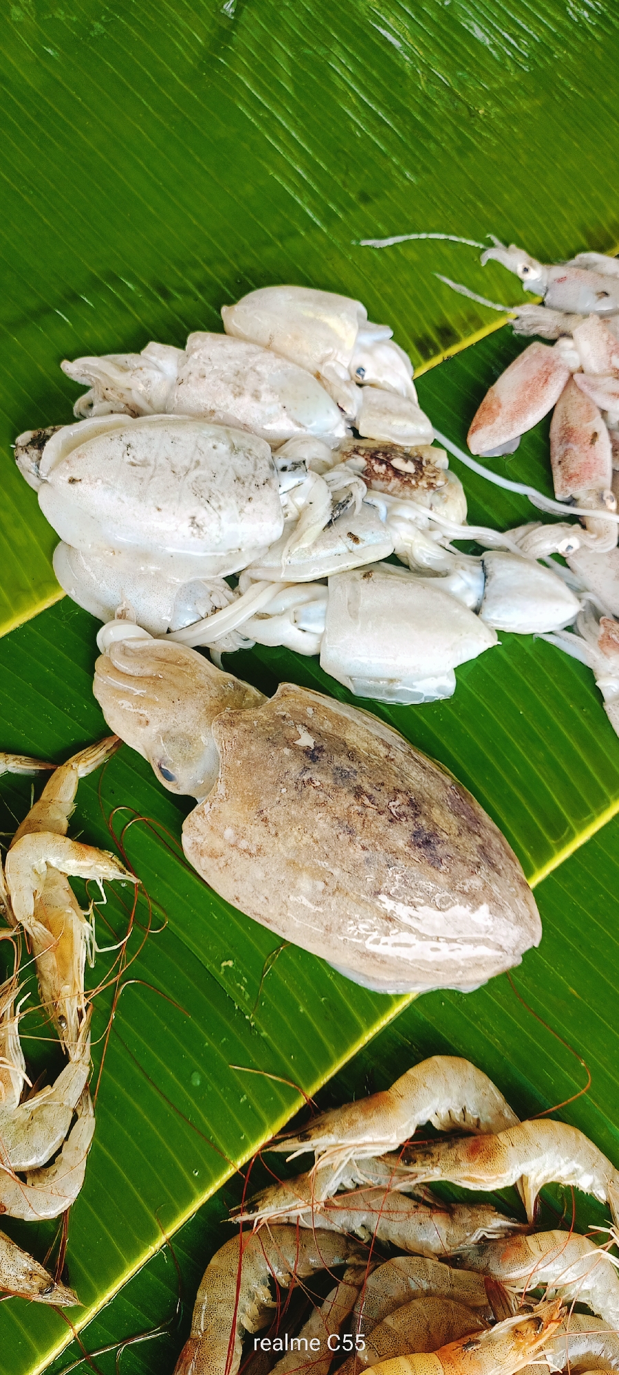 The image depicts a close-up, overhead view of a pile of raw seafood, primarily squid and shrimp, arranged on a vibrant green banana leaf. The squid are mostly cleaned, with their bodies and tentacles visible. Some of the squid are a pale white, while a larger one in the foreground has a mottled brown and white appearance. A collection of several shrimp, with their translucent bodies and visible legs and antennae, are scattered around the squid, particularly in the lower portion of the image. The banana leaf serves as a natural, textured surface, its prominent veins creating a linear pattern. The overall lighting is bright, suggesting an outdoor or well-lit indoor setting. There are no people or any identifiable structures present in the scene. The image has a watermark in the bottom right corner that reads "realme C55". The context of Lhokseumawe, Indonesia, is not visually represented in the image itself.