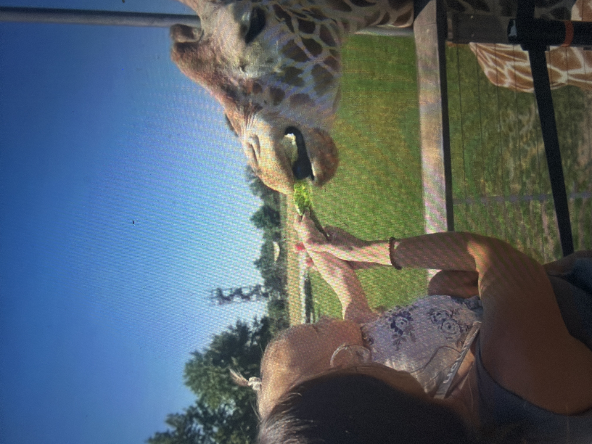 An outdoor scene in Shumen, Bulgaria, depicts a woman holding an infant at a giraffe enclosure. The woman, partially visible from the rear left, has dark hair and wears a dark top. She supports the infant, whose light-colored hair is styled with a small top ponytail, and who wears a light floral-patterned top. The infant's hands, guided by the woman's right hand (adorned with a beaded bracelet), extend a green leafy vegetable towards a giraffe. The giraffe, seen from the head and upper neck on the right, is actively consuming the leaf with its mouth open. Part of a second giraffe's patterned body is visible at the lower right, behind a fence. A metal barrier with horizontal elements separates the people from the animals. The background features bright blue sky, green grass, and trees. A tall, lattice-like tower structure is discernible in the far background under clear daylight conditions.