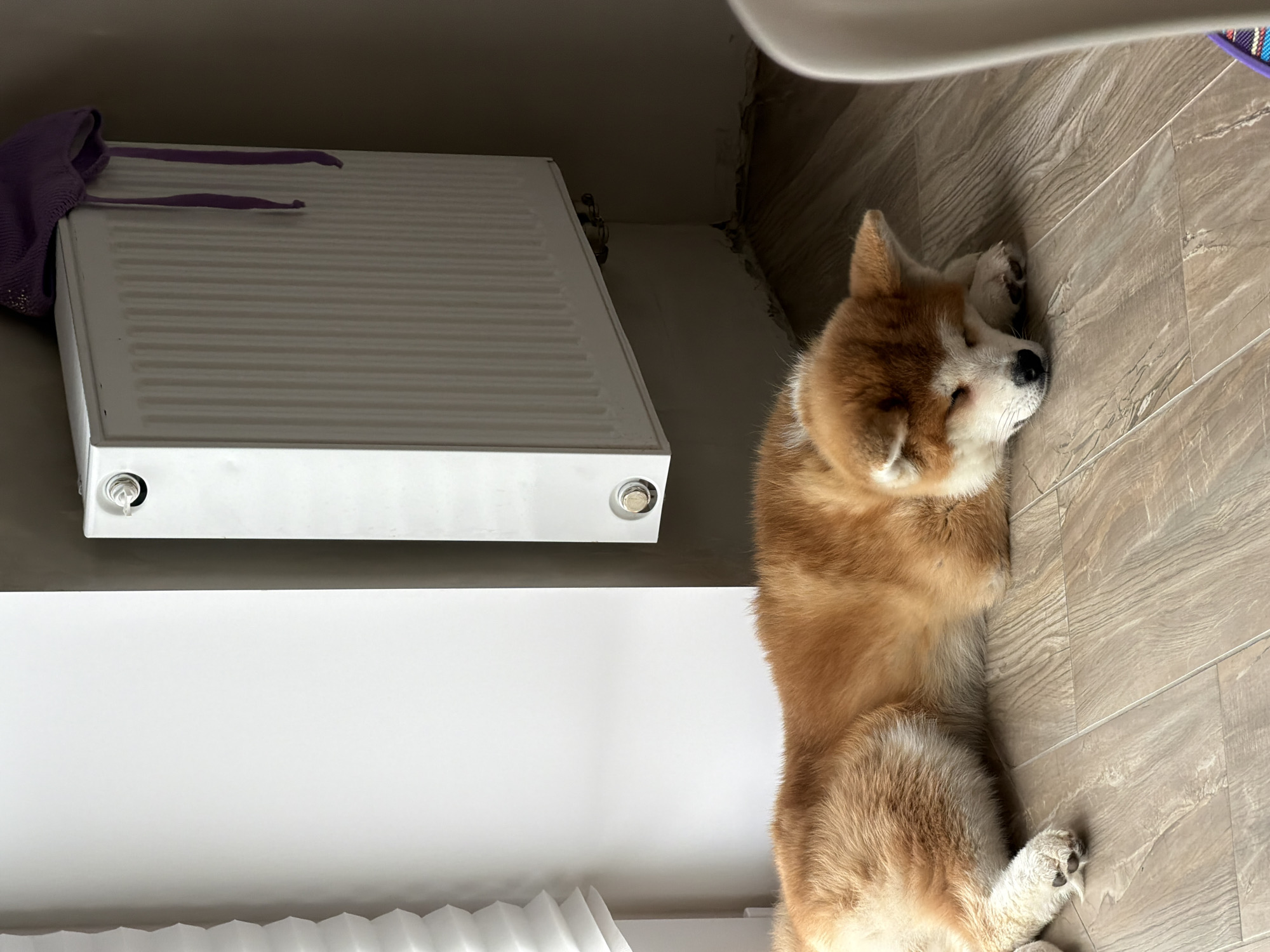 A medium-sized Akita dog is lying on a wood-patterned tile floor. The dog is tan and white with its head resting on its paws. To the left is a white radiator with a purple garment on top. The scene is indoors, likely a room in a house or apartment. The location is Chaikovsky, Russia.