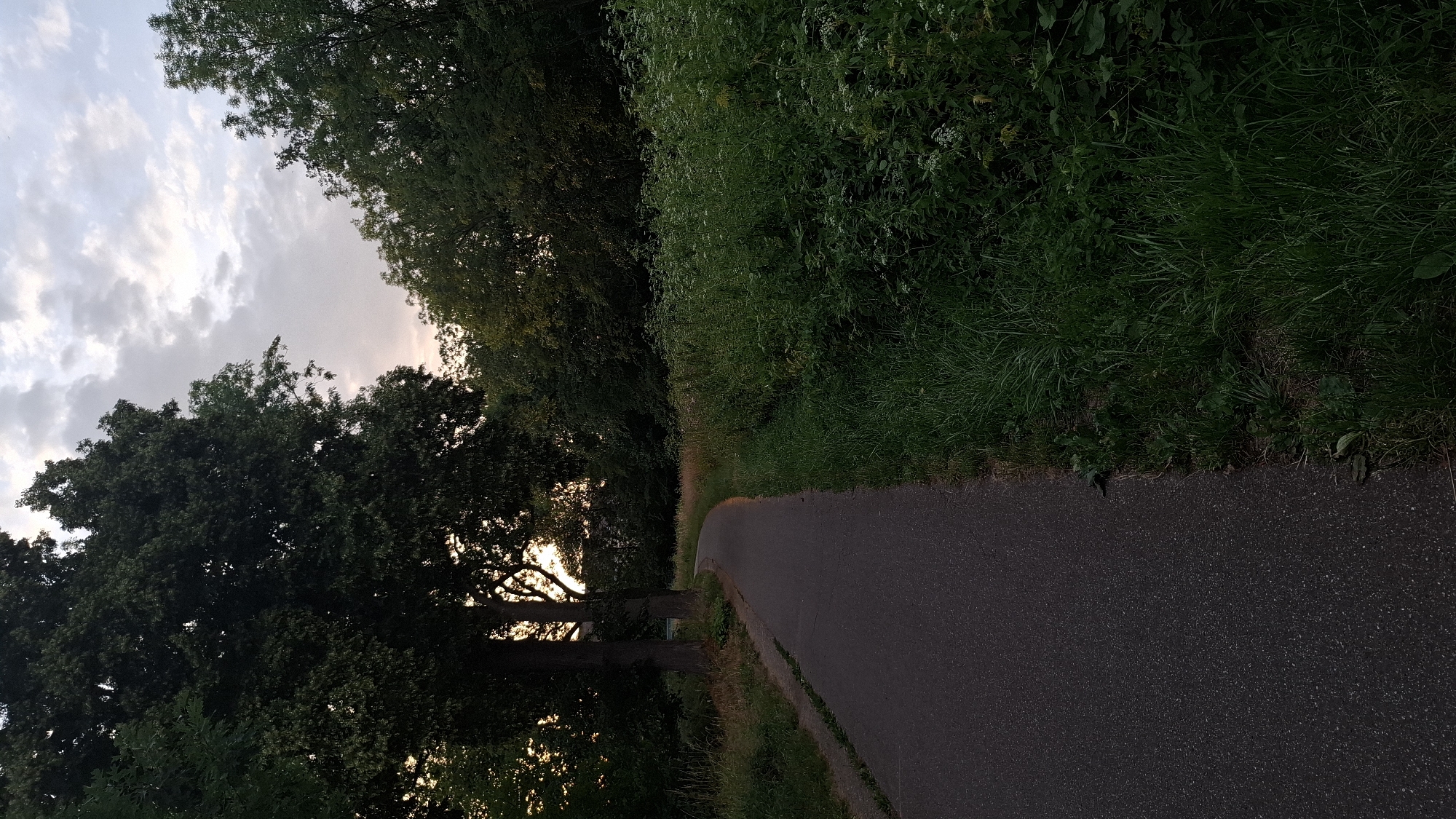An asphalt path curves to the left, bordered on the left by a grassy area with some thin trees and on the right by a dense patch of tall, green grass and wildflowers. Beyond the grass on the right, a line of trees forms a dark green wall. On the left side of the path, a large, mature tree with dark green foliage dominates the foreground, casting shadows. Further back, more trees are visible, some with sunlight filtering through their leaves, creating a warm glow against the twilight sky. The sky above is a mix of pale gray and white clouds, with a hint of pink near the horizon. The scene appears to be a park or natural area within a city, possibly in Strasbourg, France, given the presence of lush vegetation and a well-maintained path. There are no people or animals visible in the frame.