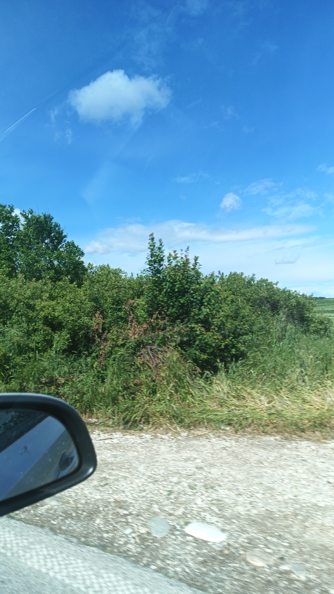 The image shows a view from a moving vehicle on a sunny day in what is probably Bogdanitsa, Bulgaria (based on the user's request). The sky is blue with scattered clouds and a faint contrail. Lush green bushes and grass line the side of the road. A portion of the car's side mirror is visible in the lower left corner of the frame. The road appears to be paved with gravel. In the background, a field can be partially seen beyond the bushes. No people are visible.