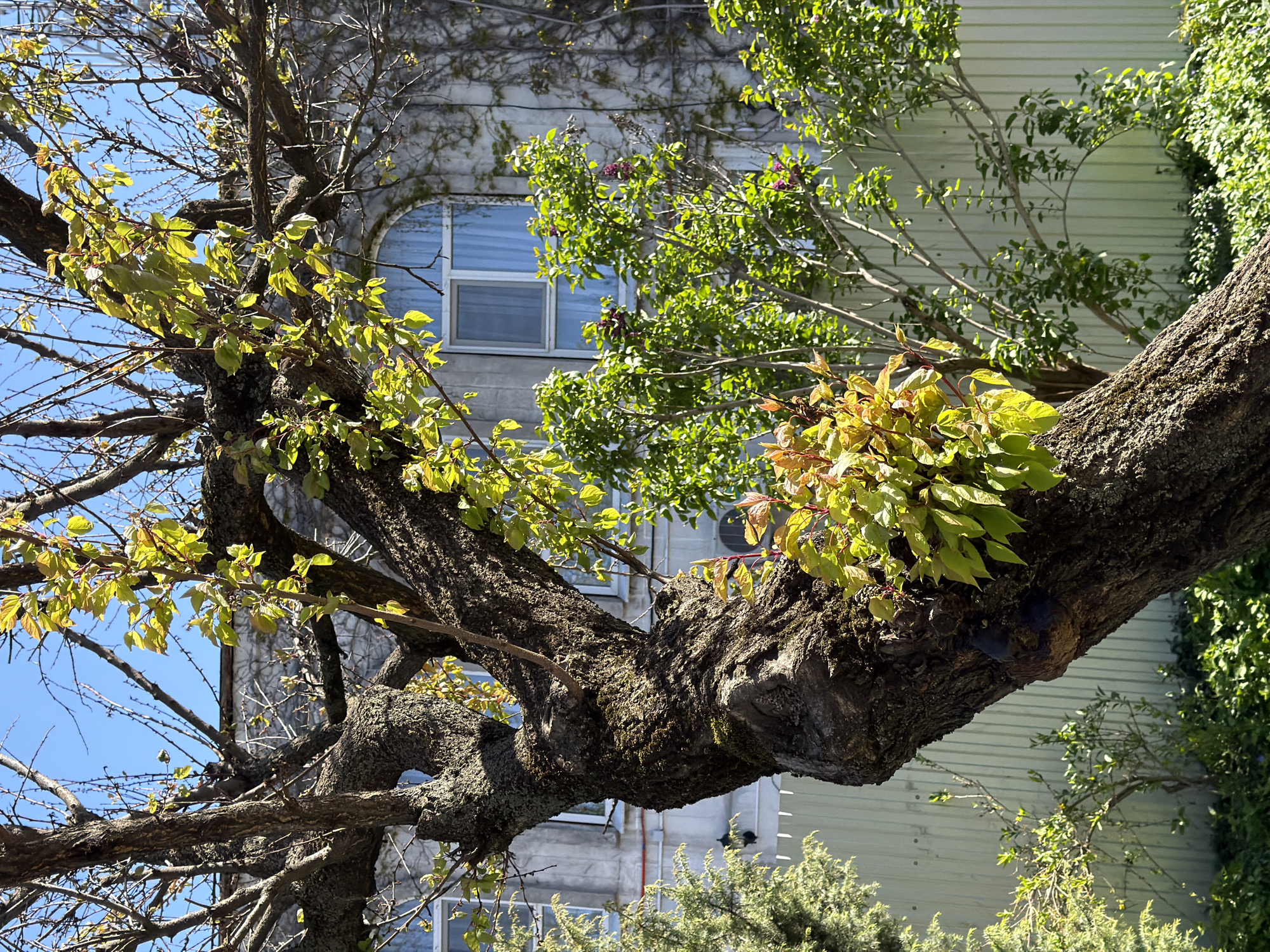 A close-up, upward-angled photograph captures the intricate network of a large tree's gnarled trunk and branches, adorned with vibrant new green and reddish-green leaves. The tree, likely in early spring or summer, is brightly illuminated by direct sunlight, casting distinct shadows and highlighting the textured bark. Patches of clear blue sky are visible through the gaps in the branches.
In the background, a light-colored building with vertical siding is partially seen, mostly obscured by the tree's foliage and a dense covering of ivy or vines. A prominent feature of the building is an arched window, within which a smaller, rectangular windowpane is visible, reflecting the bright sky. Additional green foliage from other trees or bushes can be seen in the mid-ground and lower foreground, further layering the scene.
The image depicts a sunny day with clear weather. No specific human activity or visible text is present. The scene offers a glimpse of urban nature in Yuzhny, Russia, with the old tree reaching towards the sky against a backdrop of older architecture.