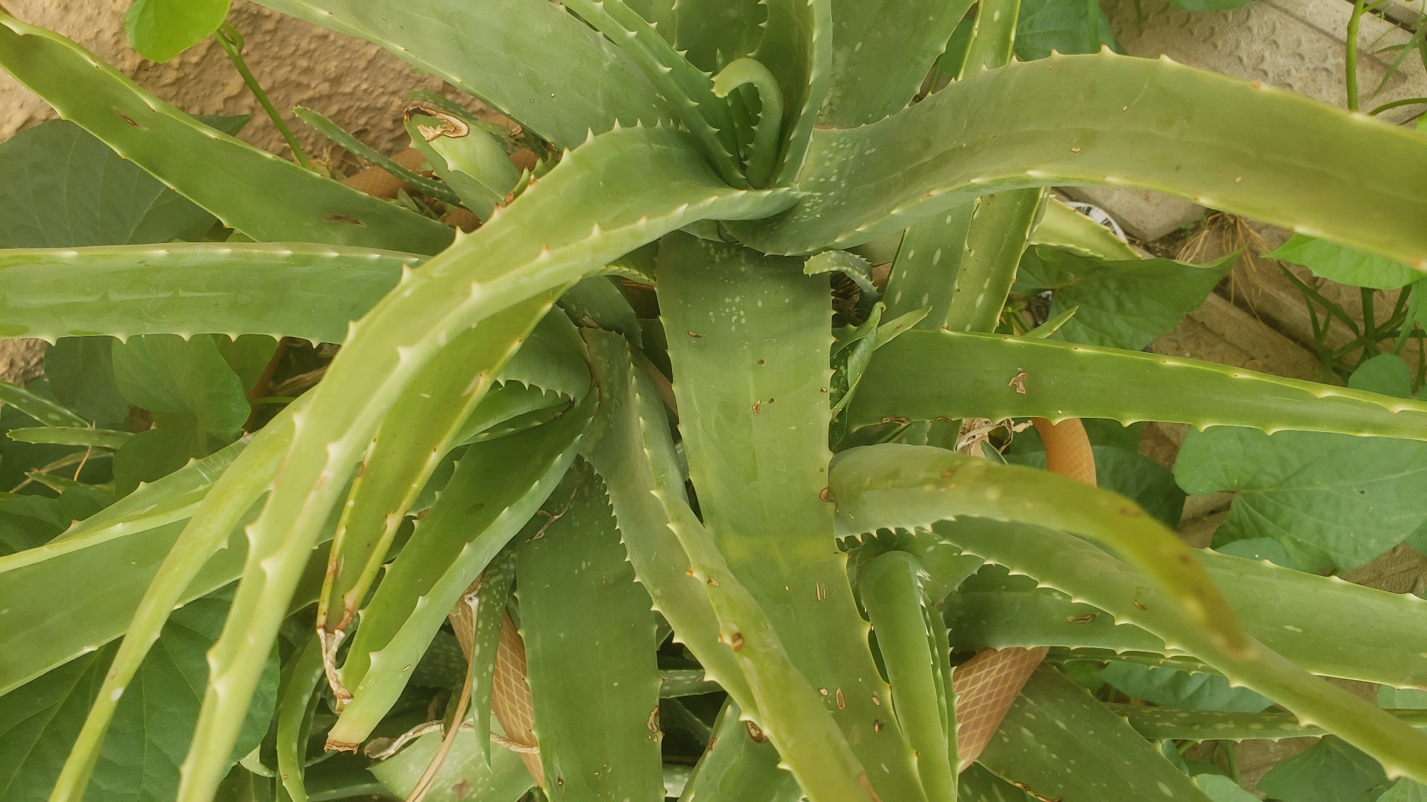 This is a close-up, eye-level photograph of an aloe vera plant in Sabon Tasha, Nigeria. The plant is lush and green, with thick, fleshy leaves that are serrated along the edges. The leaves are arranged in a rosette pattern, with some leaves curving outwards and others pointing upwards. The background is a blur of green foliage and sandy soil, with hints of rough, light-colored paving stones peeking through. There are no people or animals visible in the image. The lighting is natural, suggesting it was taken outdoors during the day. The focus is on the texture and form of the aloe vera leaves.