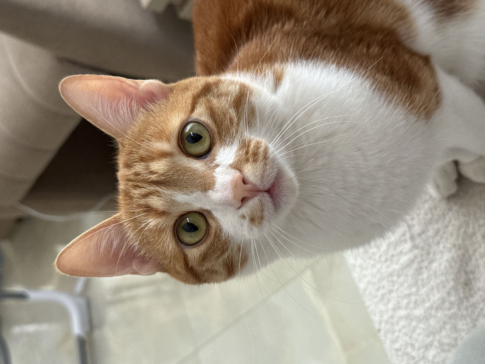 An orange and white cat looks up towards the camera. The cat's face is tilted slightly to the right. The background shows hints of furniture. There is no evidence to suggest a location in Bar, Montenegro.