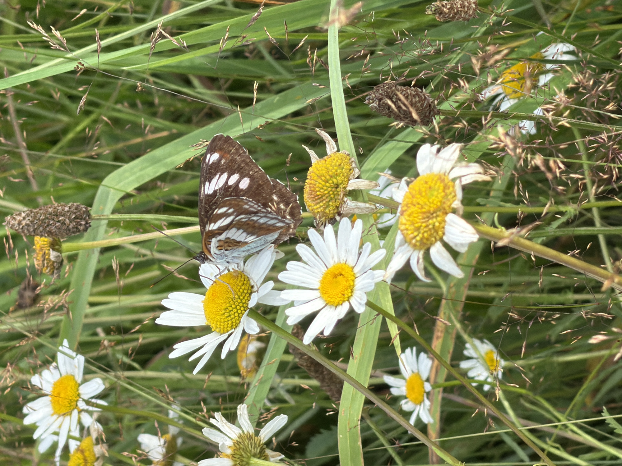 A close-up, eye-level shot features a butterfly with brown and white patterned wings perched on the yellow center of a white daisy. The butterfly is positioned slightly off-center to the right. Several other daisies with white petals and yellow centers are visible throughout the frame, some in focus and some blurred. The background consists of green grass and some dry seed stalks. The scene is outdoors and appears to be in a natural setting, likely a field or meadow. The lighting suggests daylight. No people or man-made structures are visible. This scene could be found in the city of Tashtagol, Russia, given its temperate climate and natural landscapes.