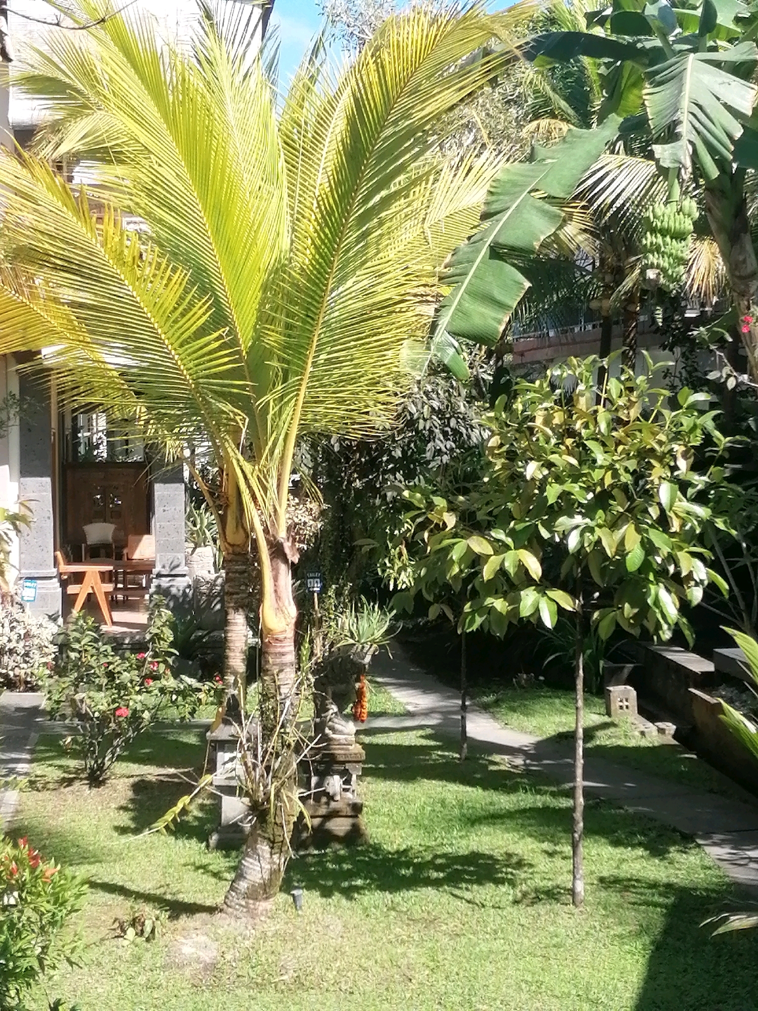 The image depicts a lush outdoor scene, likely a courtyard or garden area in the city of Ubud District, Indonesia. A prominent palm tree with bright yellow-green fronds dominates the left side of the frame, its trunk textured and slightly curved. To the right of the palm tree, a banana tree is visible with large, broad leaves and a bunch of green bananas hanging. In the foreground, a well-maintained green lawn is present, with shadows cast by the surrounding vegetation.
Further into the scene, a smaller, leafy tree with light green foliage stands in the center, its thin trunk reaching upwards. Behind the smaller tree, a paved pathway winds through the garden, bordered by more greenery and some low stone structures. On the left side of the image, a building with stone pillars and a wooden door can be seen, with outdoor furniture including a wooden table and chairs placed on a raised patio. Several decorative stone elements, possibly small shrines or garden ornaments, are interspersed throughout the garden. The overall impression is one of a tropical, tranquil setting. There are no people or animals visible in the image.