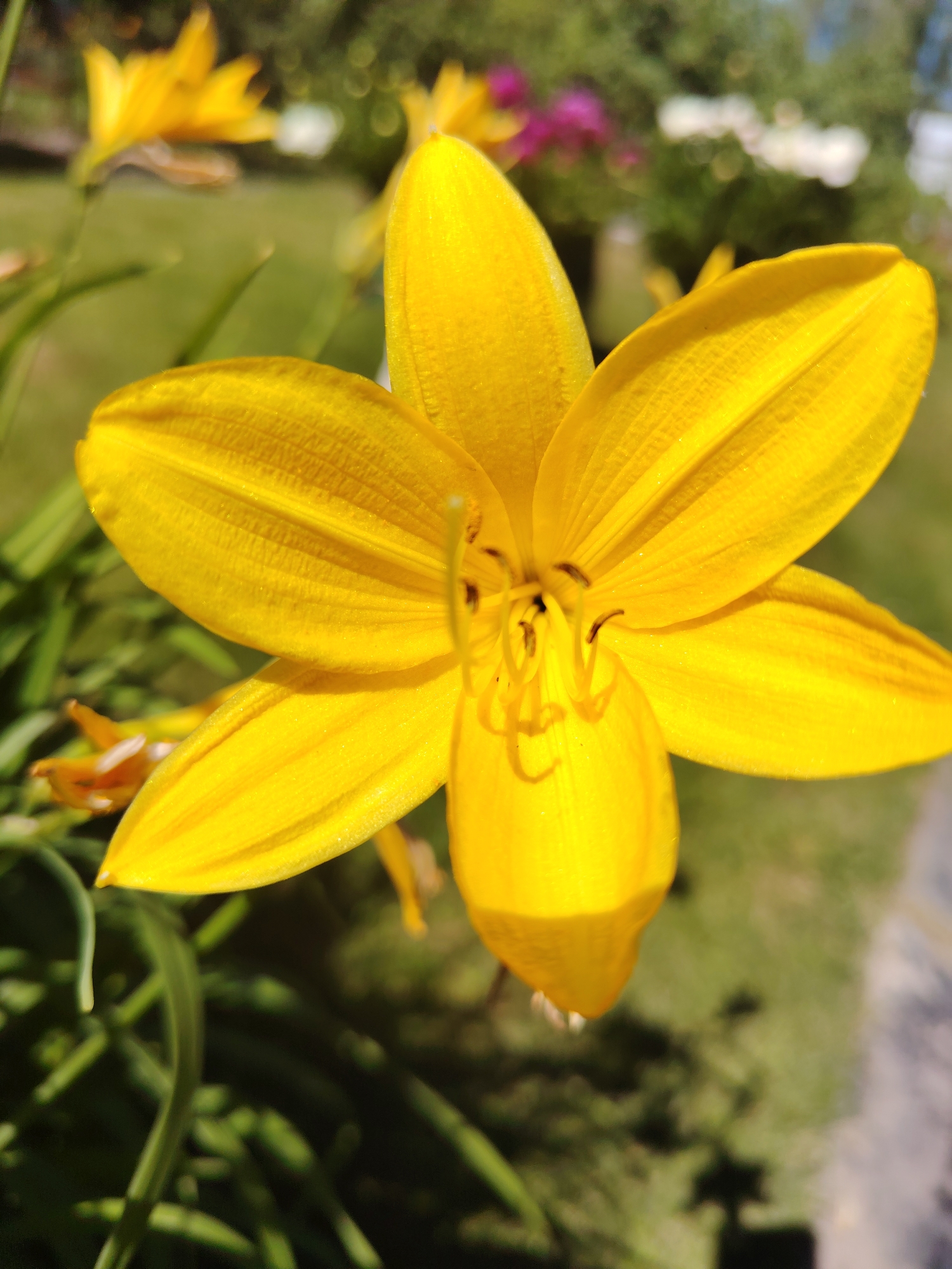 A close-up, eye-level, outdoor photograph shows a bright yellow lily with six petals and prominent stamen. The flower is in sharp focus, with its petals fanned out in a star-like pattern. The background is blurred, with hints of green foliage, other flowers in pink and white, and sunlight dappling the scene. The image was taken in an unknown location in the city of Unknown, Unknown.