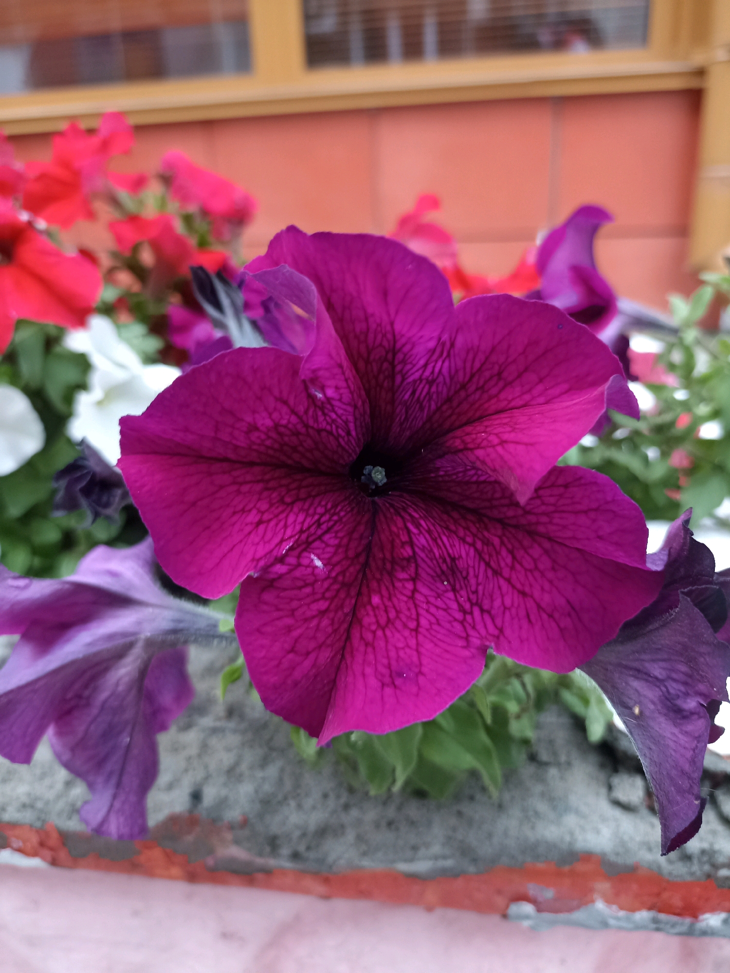 A close-up, eye-level shot focuses on a deep magenta petunia flower in the foreground. The flower is fully open, revealing dark veins radiating from its center. To the left and right of the central bloom, other petunias in shades of purple and magenta are visible, some in sharper focus, others blurred. In the background, red brickwork with a horizontal wooden trim is seen, suggesting an outdoor setting. The foreground also shows the edge of a planter box, with a rough, grey concrete-like surface and a reddish-orange painted trim. The scene is a detailed study of the textures and colors of the flowers against a man-made backdrop.