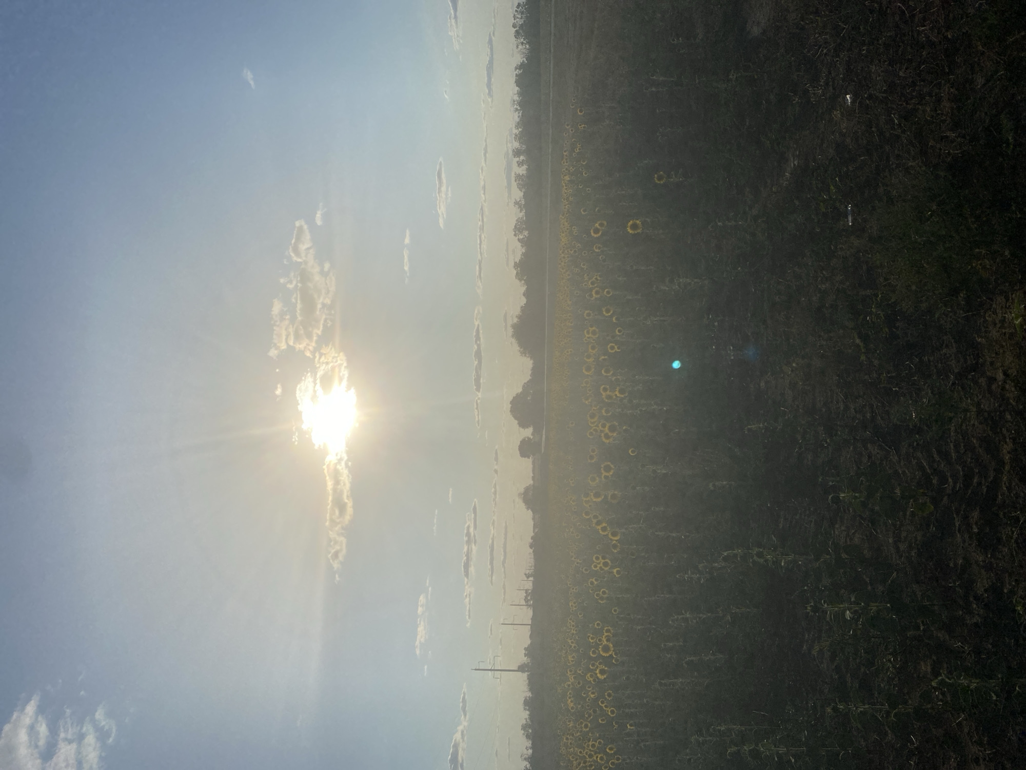 The image depicts a field of sunflowers under a bright, hazy sun. The sun is positioned in the upper left quadrant of the sky, partially obscured by clouds and casting sun rays across the scene. The sky is a pale blue, with scattered white clouds. The field stretches across the lower portion of the image, filled with rows of sunflowers. The sunflowers are mostly facing upwards, and many have yellow petals. The ground in the foreground appears to be dark soil, with some vegetation. In the distance, there is a treeline and power lines. The overall atmosphere is hazy, possibly due to heat or dust. The location is identified as Morozovsk, Russia.