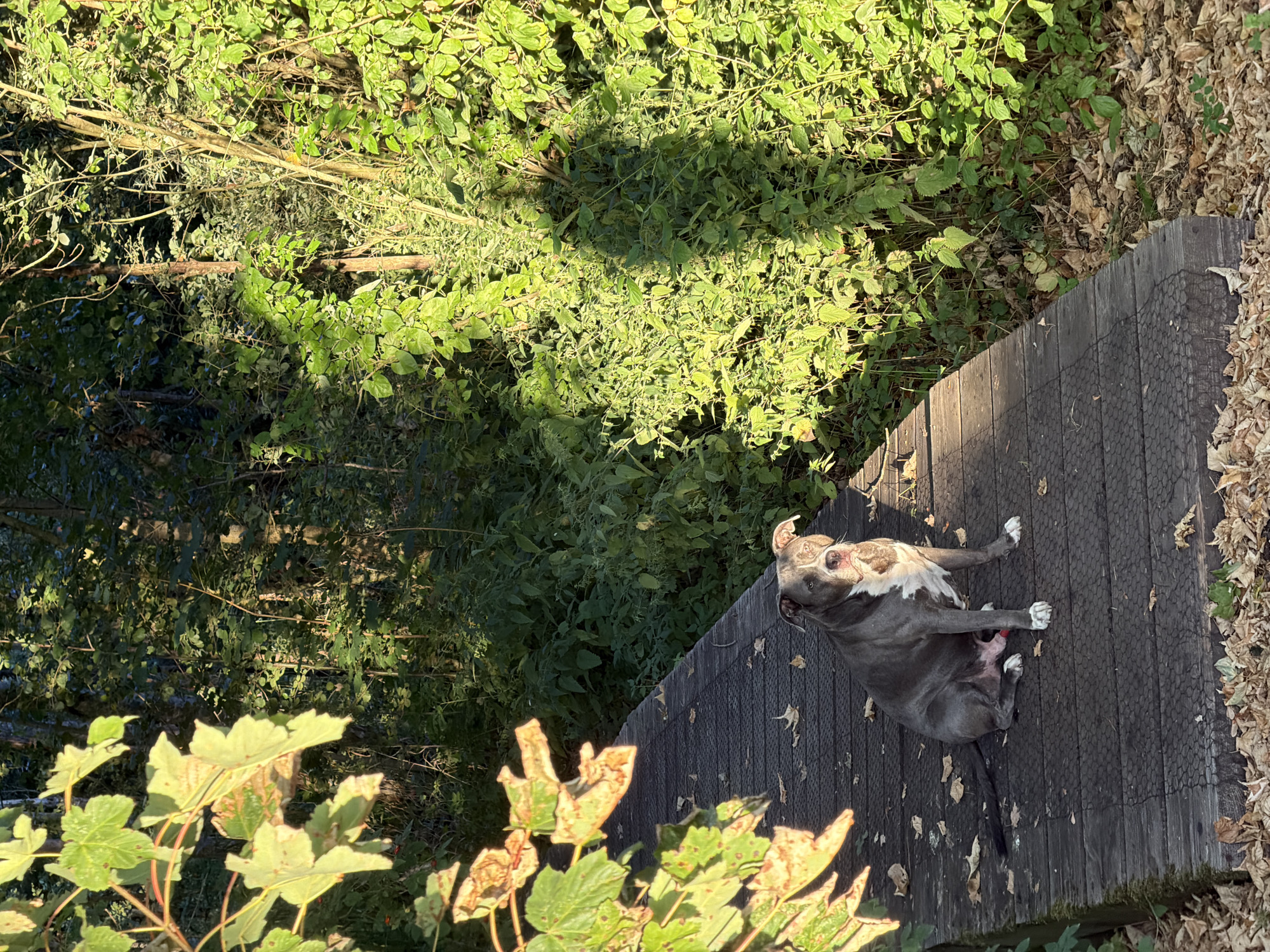 A blue pit bull dog sits on a wooden boardwalk in a wooded area. The dog is facing forward with its head slightly tilted. It has white markings on its chest and paws. The boardwalk is made of dark wood planks and is covered in fallen leaves. To the right of the boardwalk, dense green foliage is visible, with sunlight dappling through the leaves. To the left, tree branches with green and brown leaves hang over the boardwalk. The overall scene suggests an outdoor setting, likely a park or trail in Schifflange, Luxembourg, during autumn.