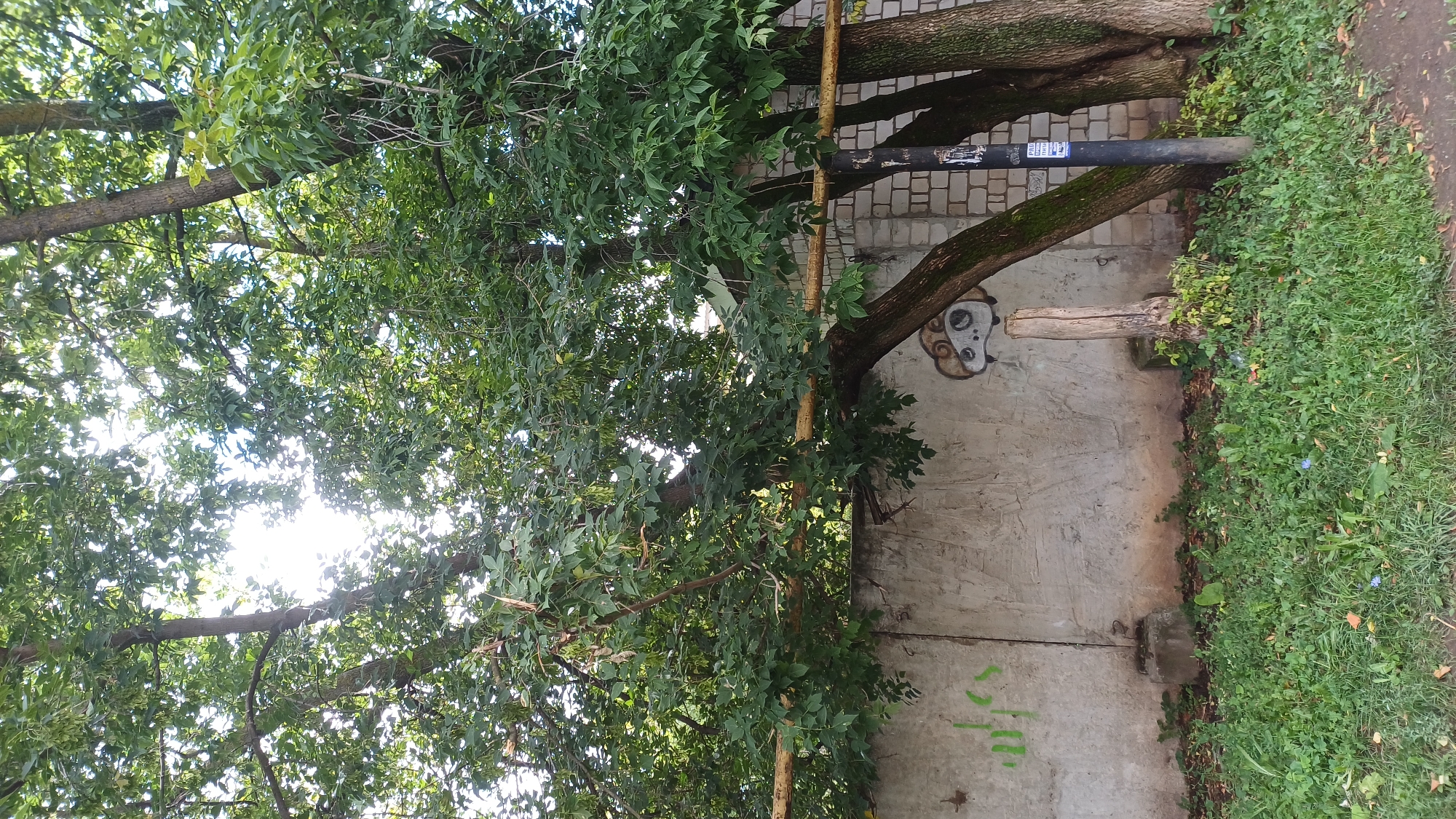 This is a full-shot, eye-level, outdoor, vertical, daytime photograph taken on a cloudy day. The scene depicts a narrow, unpaved alleyway in Izhevsk, Russia, bordered by a weathered concrete wall on the left and a brick wall on the right. Two large trees with dense green foliage dominate the upper half of the frame, their branches extending over a yellow metal pipe that runs horizontally across the image. The concrete wall is marked with green graffiti on the left and a cartoonish drawing of a sheep-like creature on the right, near a wooden post that appears to be a tree stump. A black metal pole, possibly a lamppost, stands to the right of the stump, partially obscured by the trees. The ground is covered in a mix of green grass, fallen leaves, and scattered debris. The overall impression is one of urban decay with elements of natural overgrowth.