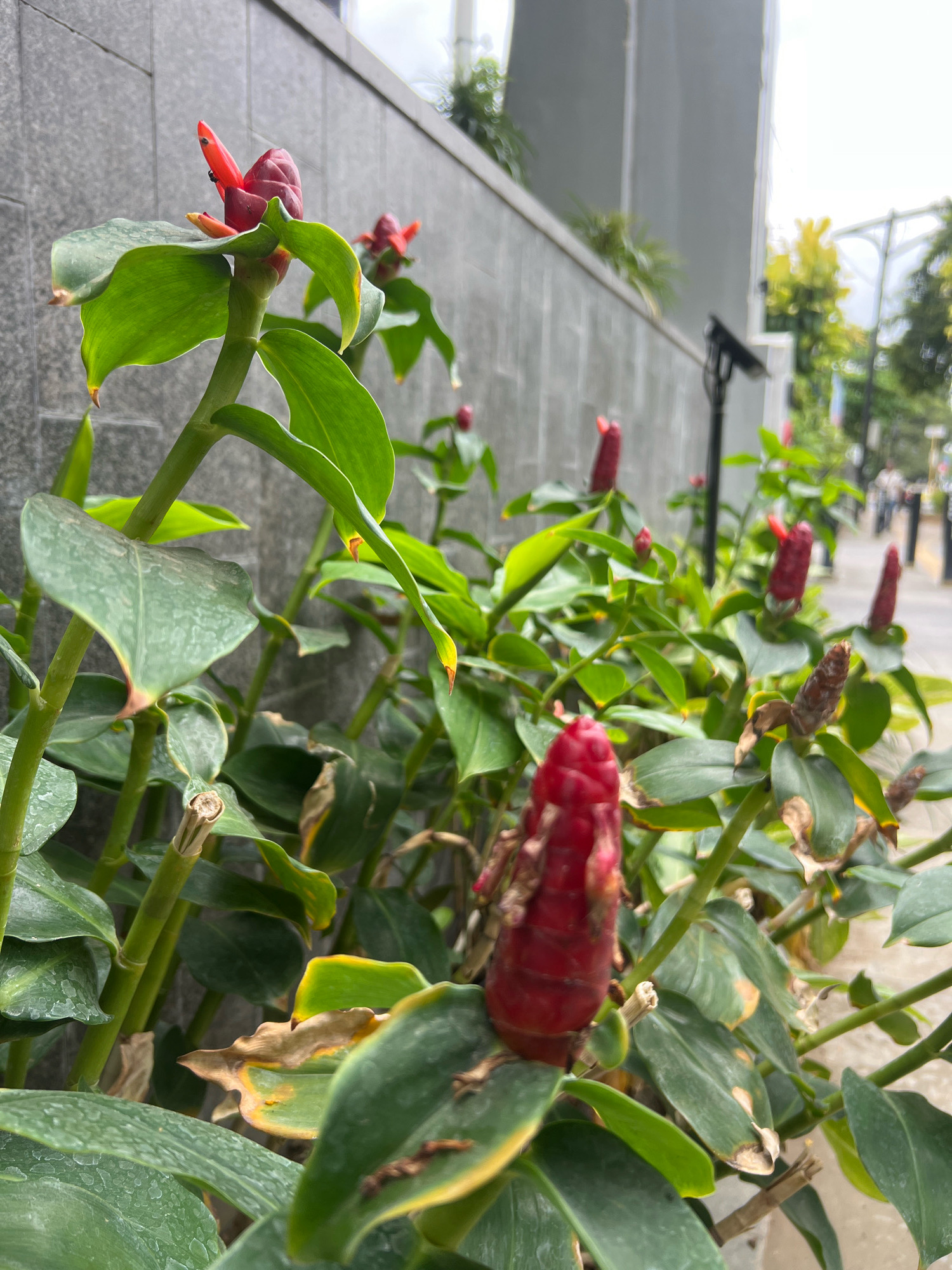 The image captures a cluster of red ginger flowers (likely *Zingiber zerumbet*) growing along a gray, textured wall. The flowers, characterized by their conical shape and vibrant red bracts, emerge from lush green foliage. The plants are situated on the edge of a sidewalk, with a street and blurred figures of people visible in the background. In the distance, a street lamp and trees suggest an urban or suburban setting. The gray wall may be part of a building or a boundary in the city of Yogyakarta, Indonesia, a place known for its vibrant culture and abundant flora. The lighting suggests an overcast or diffused daylight, casting soft shadows and highlighting the texture of the wall and the glossy leaves of the plants.