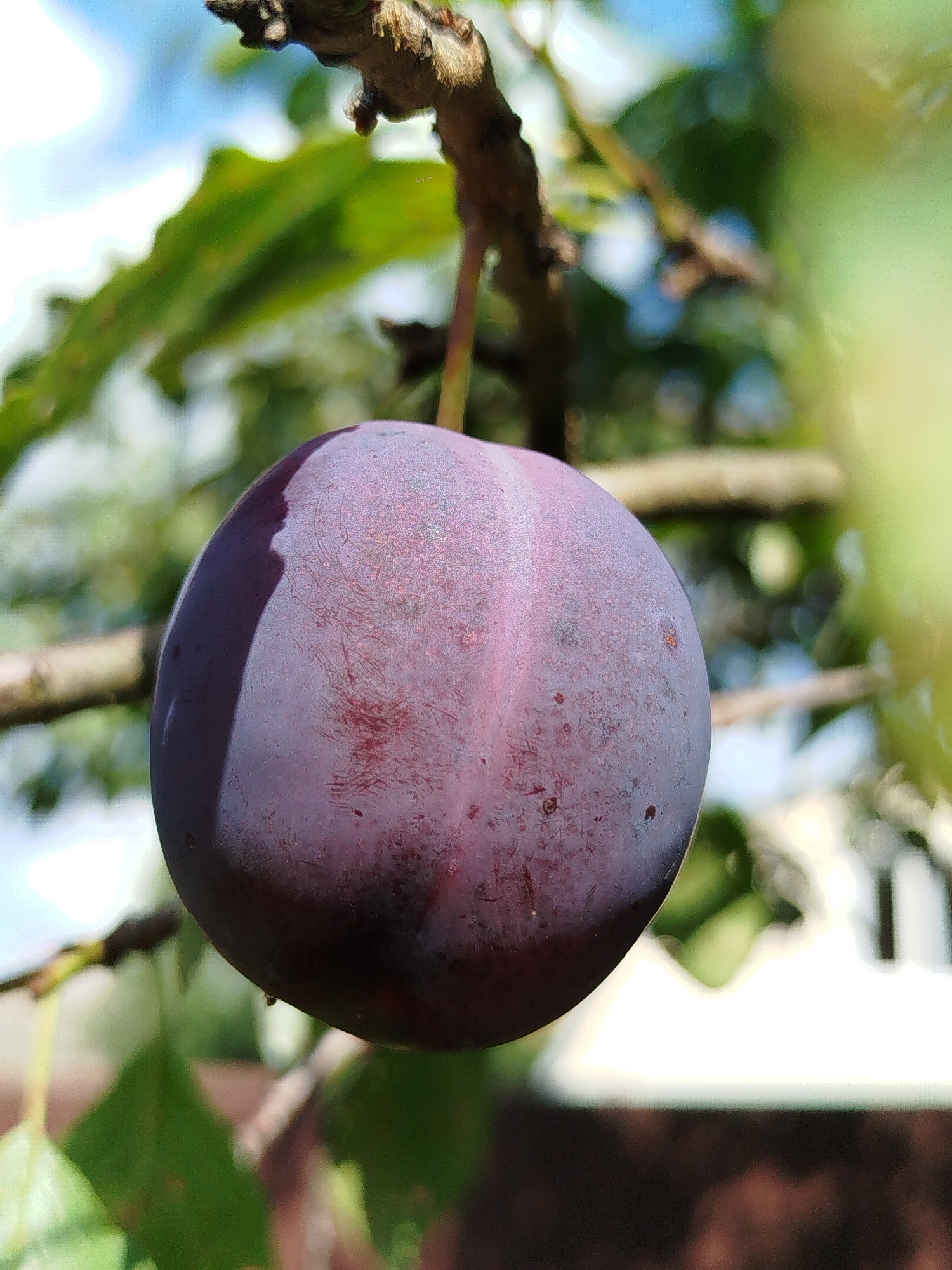 An extreme close-up shot of a single, ripe plum hanging from a tree branch. The plum is a deep purple color with a slightly matte finish, showing subtle markings and imperfections on its skin. A distinct seam runs vertically down the fruit. The plum is suspended in focus against a blurred background of green leaves, branches, and a bright blue sky. The overall impression is one of natural ripeness and the simple beauty of a fruit on the tree. The location is not discernible from the image itself.