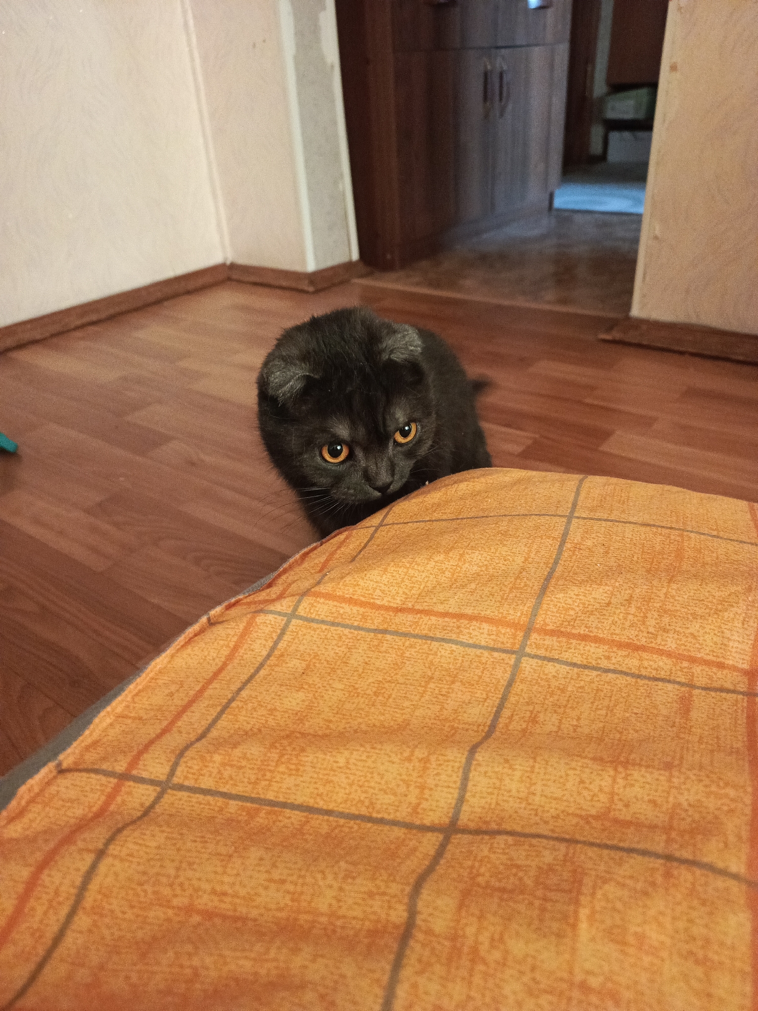 A medium shot reveals a gray Scottish Fold cat positioned behind a yellow and orange plaid blanket, likely draped over a bed or sofa. The cat's amber eyes are fixed on the camera, lending it an inquisitive expression. The background includes a dark-colored wooden floor and a partially visible doorway, leading into another room with cabinets. The location is the city of Chaikovsky, Russia.