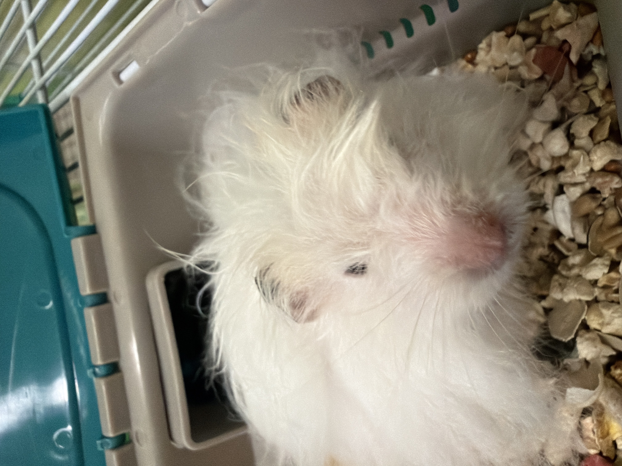The image is a close-up, eye-level shot of a white hamster resting in its cage. The hamster has fluffy white fur and is facing the camera, with its pink nose and dark eyes visible. Its ears are small and also covered in white fur, with some darker markings on the left ear. The hamster is lying on a bed of light-colored wood shavings. The cage is made of light brown plastic with a teal-colored lid. The background shows the metal bars of the cage. The image was taken indoors, likely in a residential setting. There is no information or visual evidence to suggest this image is located in Solikamsk, Russia.