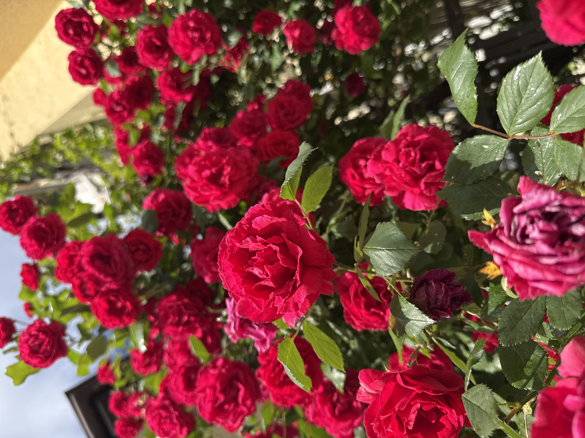 The image shows a close-up view of a profusion of red roses. The roses appear to be growing on a climbing plant or bush, with numerous blooms and green leaves filling the frame. The perspective is from a low angle, looking upwards towards the flowers and foliage. The exact location in Plovdiv, Bulgaria is not identifiable from the image content.