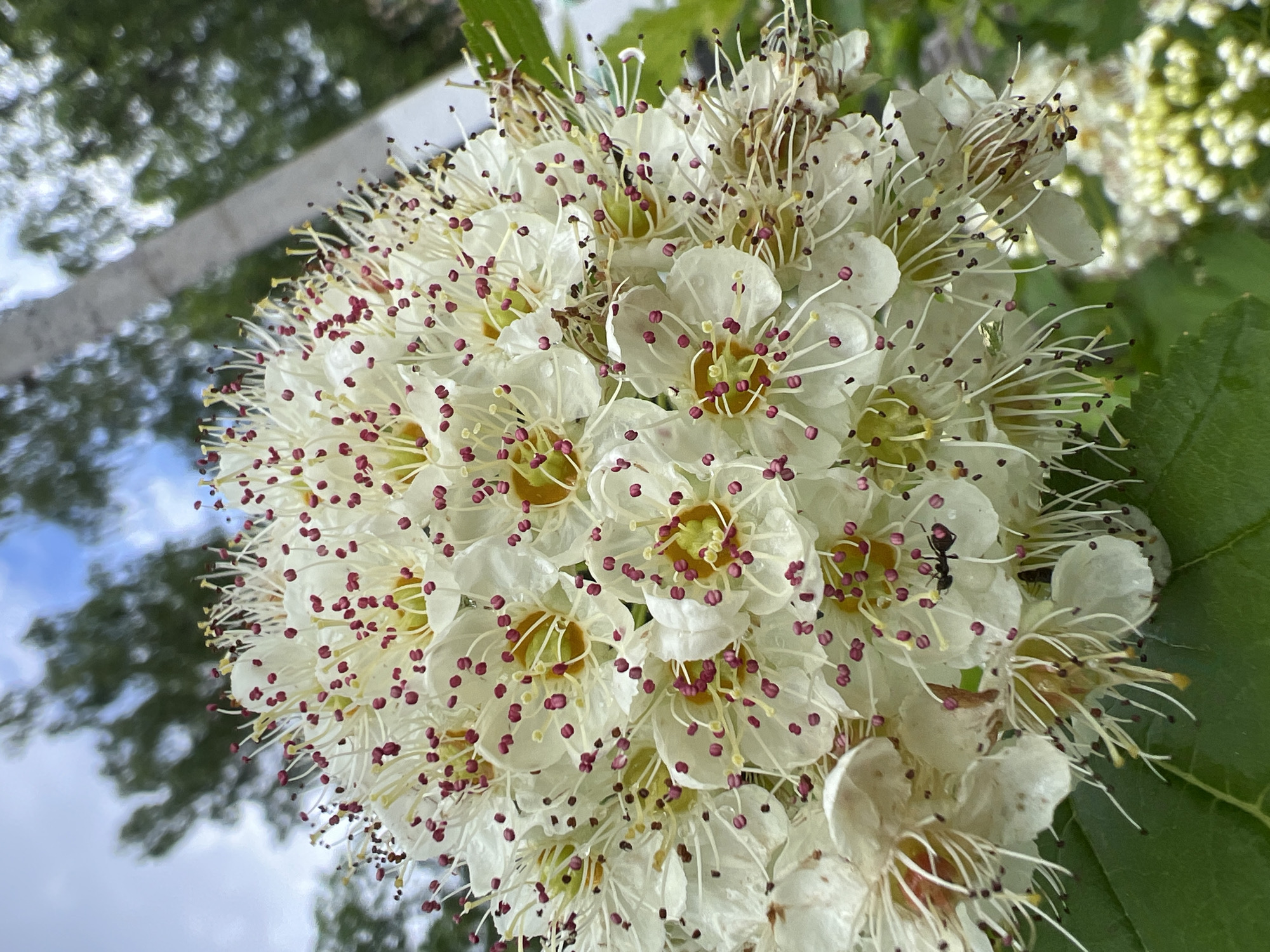 A close-up, slightly tilted photograph captures a dense cluster of small white flowers in bloom. Each flower features five white petals surrounding numerous slender white stamens, which are tipped with vibrant reddish-magenta anthers, creating a speckled appearance across the entire cluster. The centers of the flowers reveal small, light yellow-green pistils.
An ant is visible on one of the flowers in the upper right quadrant of the cluster, seemingly foraging. The flowers are surrounded by lush green leaves, some visible in sharp detail, others blurred in the foreground and background. The background is softly out of focus, displaying a mix of dappled green foliage, hints of blue sky with white clouds, and indistinct, light-colored shapes that suggest a distant structure or fence. The natural light indicates it is daytime. The image focuses sharply on the flowers and the ant, while the background provides a soft bokeh effect. There is no visible text. The setting is Chaikovsky, Russia.