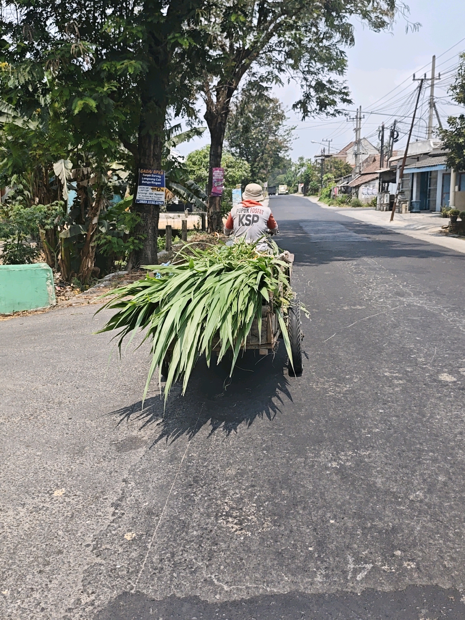 In Pagu, Indonesia, a person wearing a hat and a shirt with "PUPUK FOSFAT KSP" printed on the back is riding a motorized cart laden with lush green grass. The cart is being pulled along a paved road lined with trees and buildings. Power lines stretch across the sky above the street. The scene is set on a bright, sunny day.