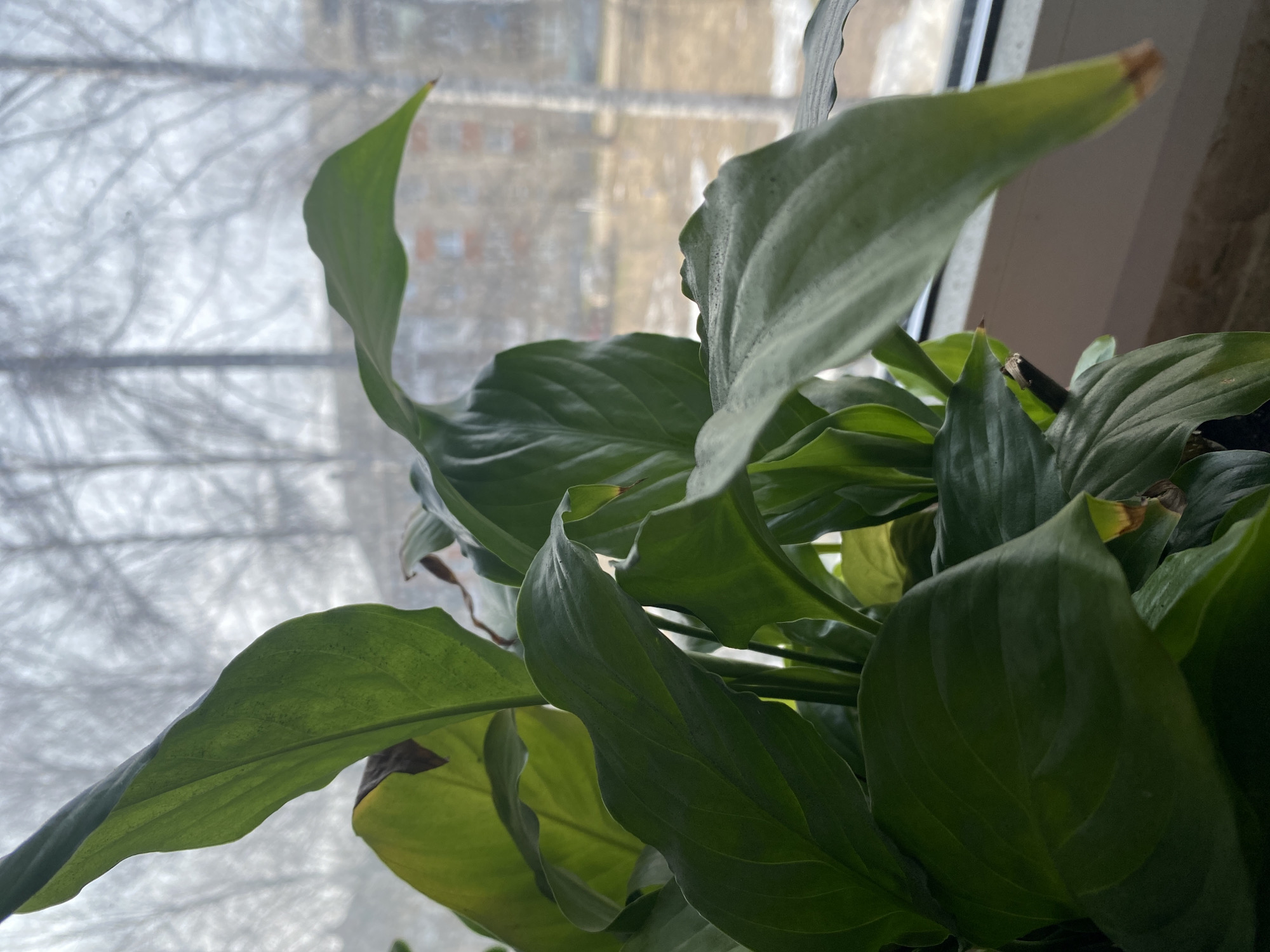 The image shows a Peace Lily plant indoors. The plant has large, green leaves, some of which have brown tips. The plant is positioned in front of a window. Outside the window, there is a view of buildings and bare trees. Based on the information provided, the location is Chaikovsky, Russia, as stated in the user's prompt. The season appears to be winter.