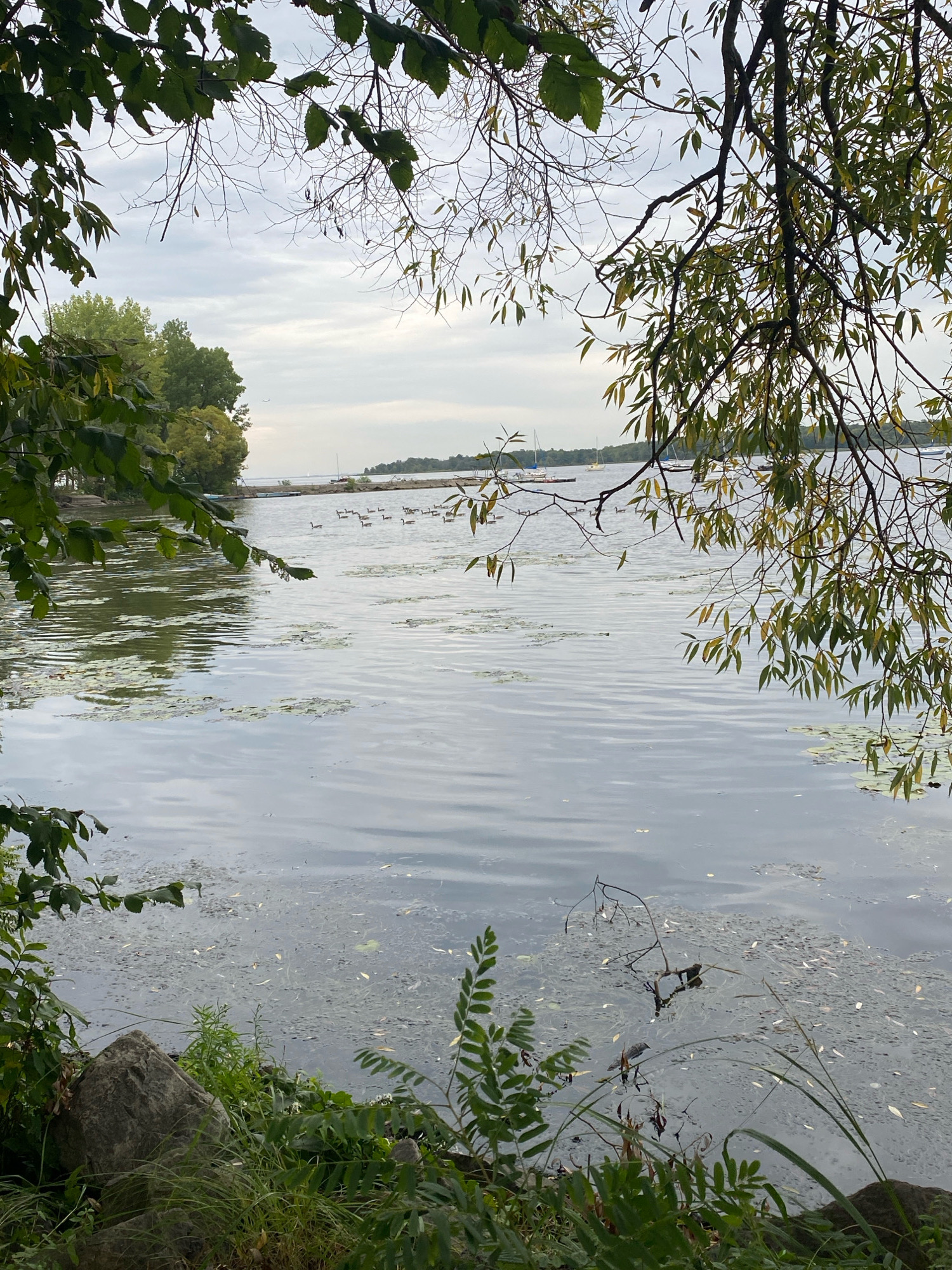 The image depicts a body of water in Baie-D'Urfé, Canada, likely a lake or river, with a distant shoreline visible. In the foreground, the water is partially obscured by branches and leaves from overhanging trees, creating a natural frame. The surface of the water is textured with ripples and scattered aquatic vegetation, such as lily pads, and floating debris. A flock of geese is visible on the water in the middle ground, swimming in formation. Several sailboats are anchored or sailing in the distance. The sky is overcast, casting a diffused light over the scene. The shoreline features a line of trees and a low, rocky embankment in the immediate foreground.