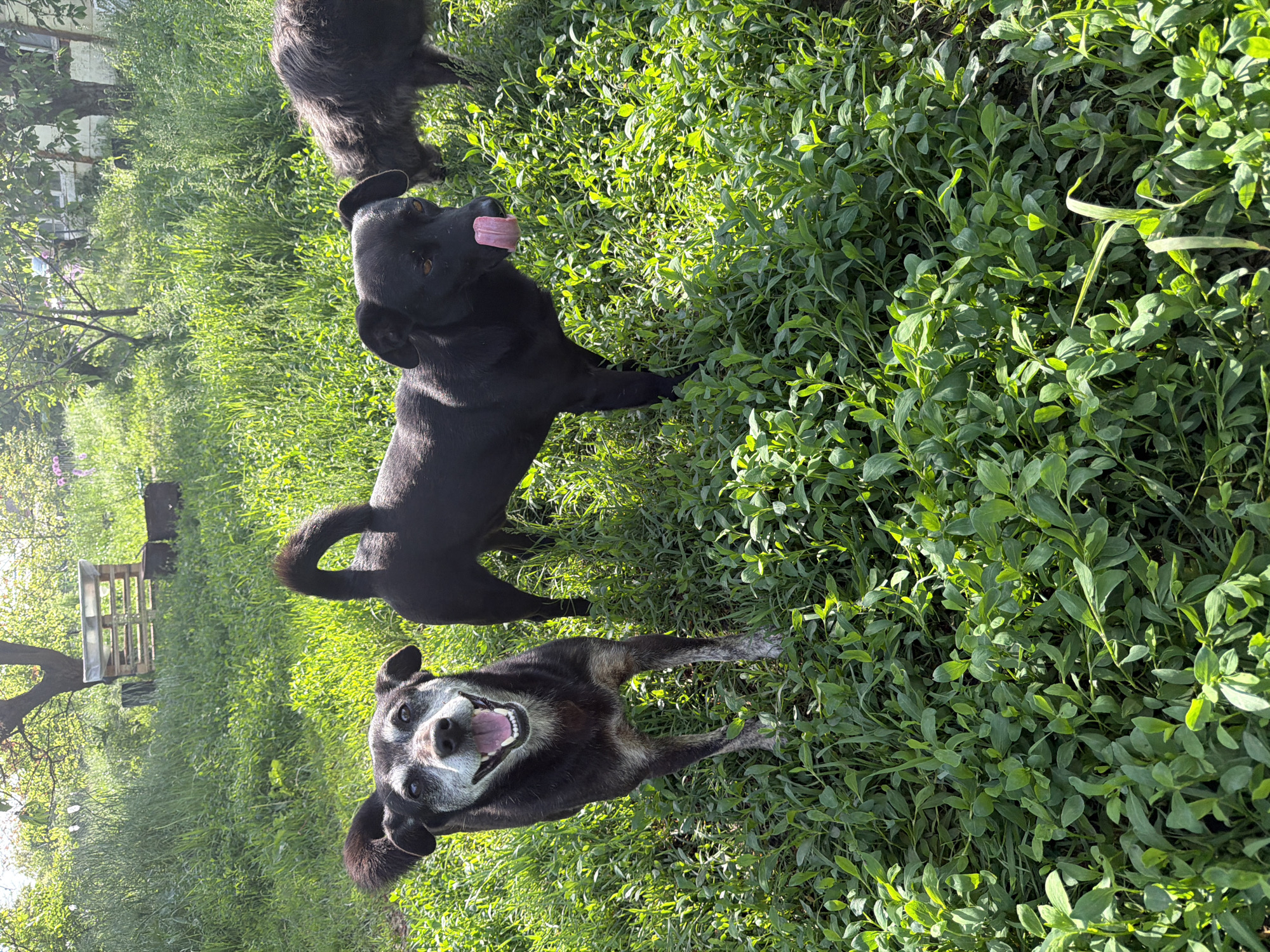 The image shows a grassy area with three black dogs. One dog, positioned in the foreground, faces the camera with its mouth open. A second dog stands behind the first, tongue out, while the third dog is partially visible in the upper left corner. In the background, a pallet and a tree are visible. The environment consists of a mix of grasses and low-lying leafy plants. There is no indication that this location is in Leningradskaya, Russia.