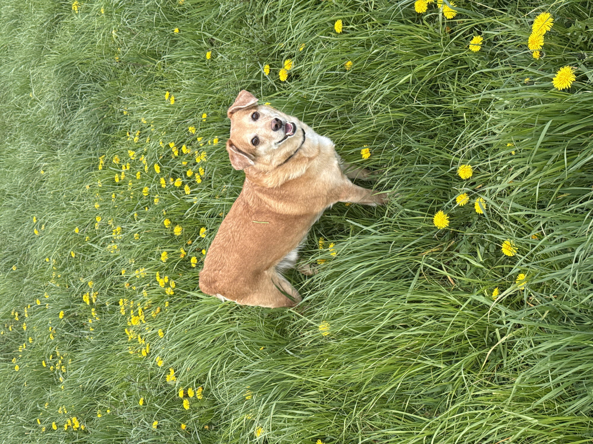 A tan and white dog sits in a field of green grass with many yellow dandelions scattered throughout. The dog is looking up at the camera with its mouth open in a smile. The grass is long and thick, and the dandelions are bright yellow. The location is the City of Zagreb, Croatia.