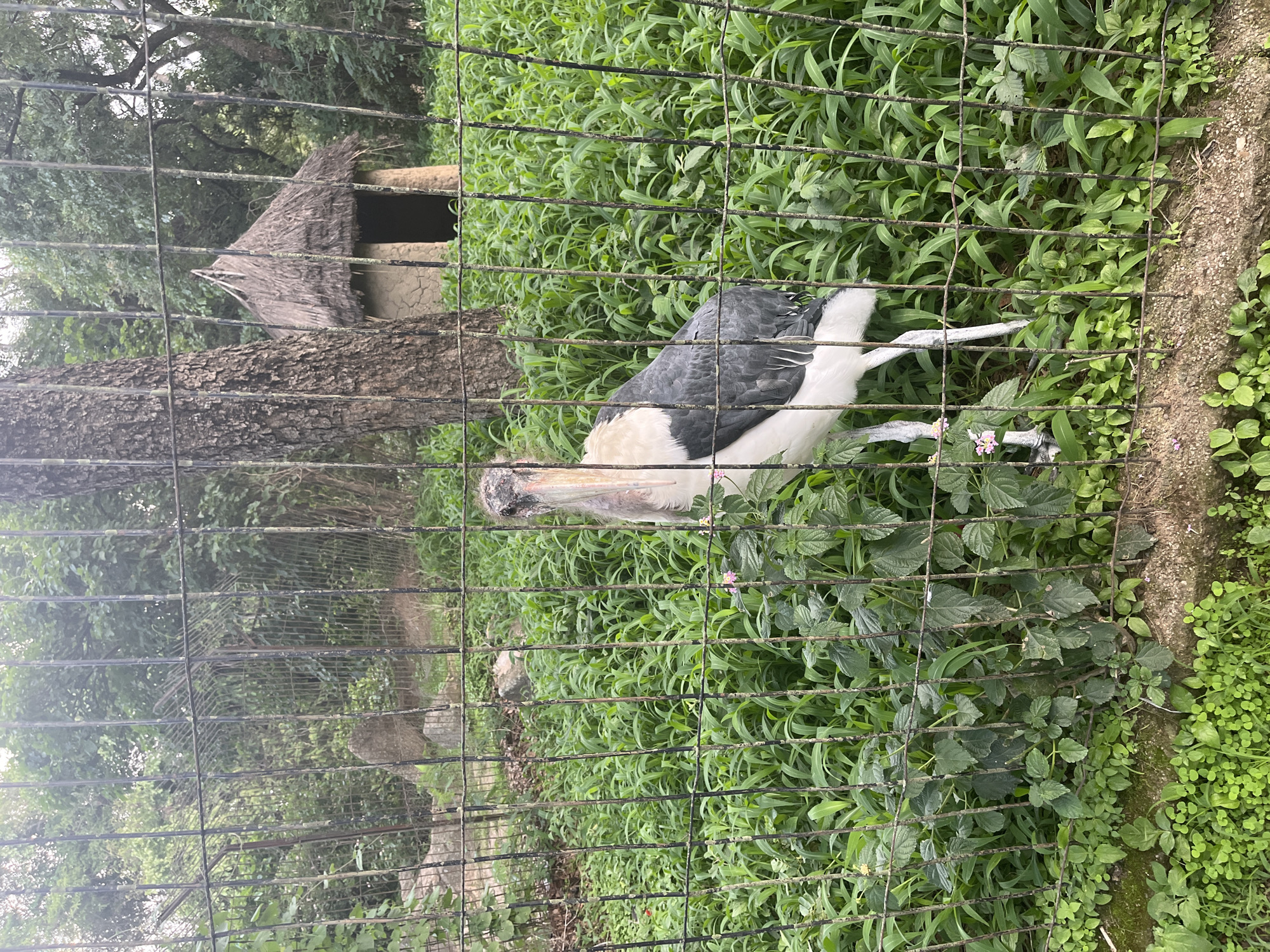 A large bird with black and white plumage stands in a grassy enclosure, partially obscured by a metal fence. The bird has a long, pale beak and appears to be foraging among the lush green vegetation. Behind the bird, a small, rustic shelter with a thatched roof is visible. The enclosure is surrounded by trees and appears to be an outdoor exhibit. The time of day is not clearly indicated, but the lighting suggests it could be daytime. The weather appears to be fair, with the greenery thriving. The setting appears to be a zoo or wildlife park. There is no visible text in the image.