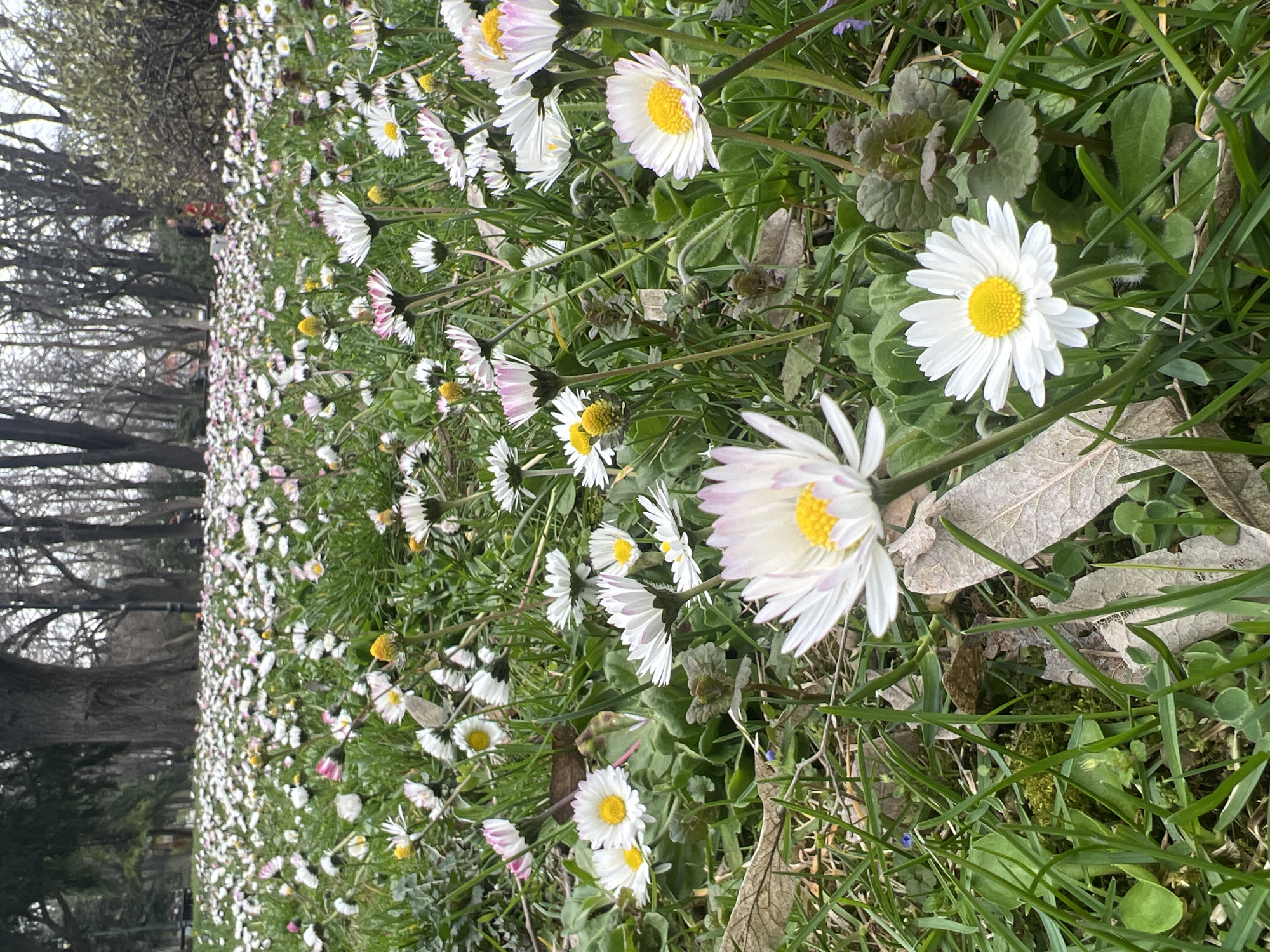 The image shows a field of daisies in Plovdiv, Bulgaria, near a park. The daisies are a mix of white and white with pink tips. Some trees are visible in the background. Two blurry people wearing red can be seen in the distance. The ground is covered in grass and fallen leaves. The perspective is low, suggesting the photo was taken from ground level.
