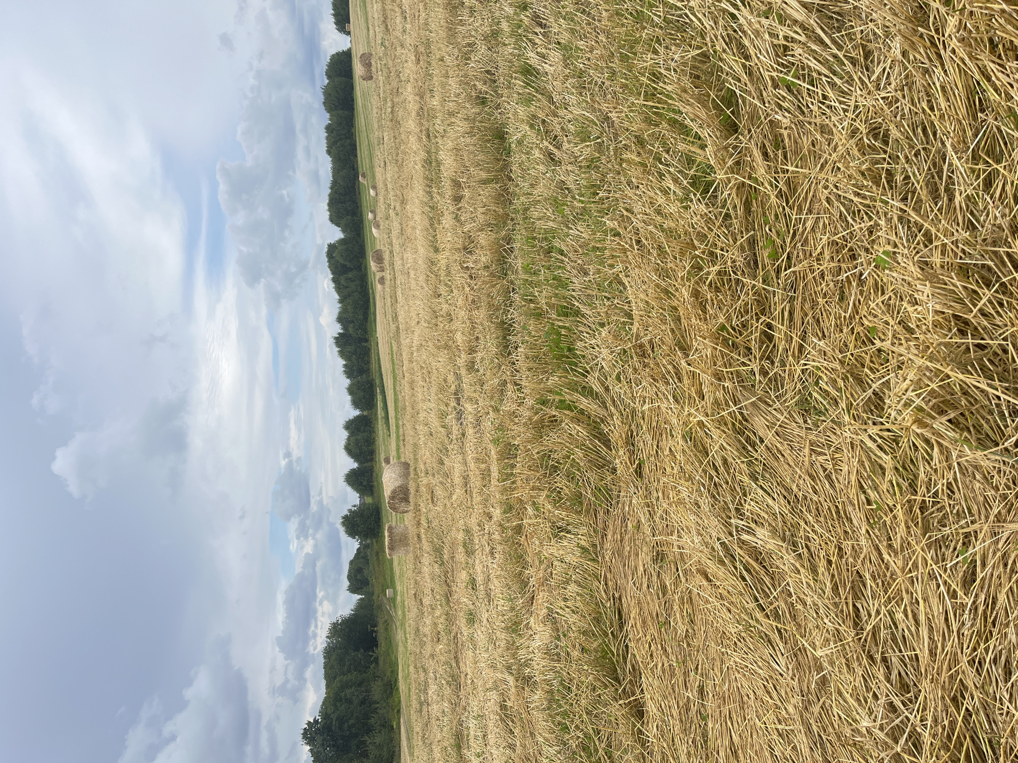 In the city of Dyatlitsy, Russia, a harvested field is depicted under a cloudy sky. The foreground is filled with dry, golden straw, cut close to the ground. Scattered across the field are numerous round bales of straw. In the background, a line of green trees forms a dense forest border. The sky is overcast with gray and white clouds.